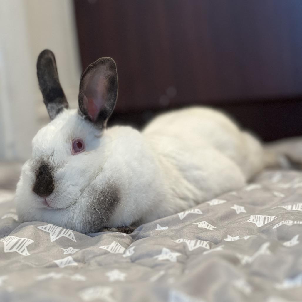 Enlarge Peaches, a Adoptable Himalayan in Miami, FL image 2/6