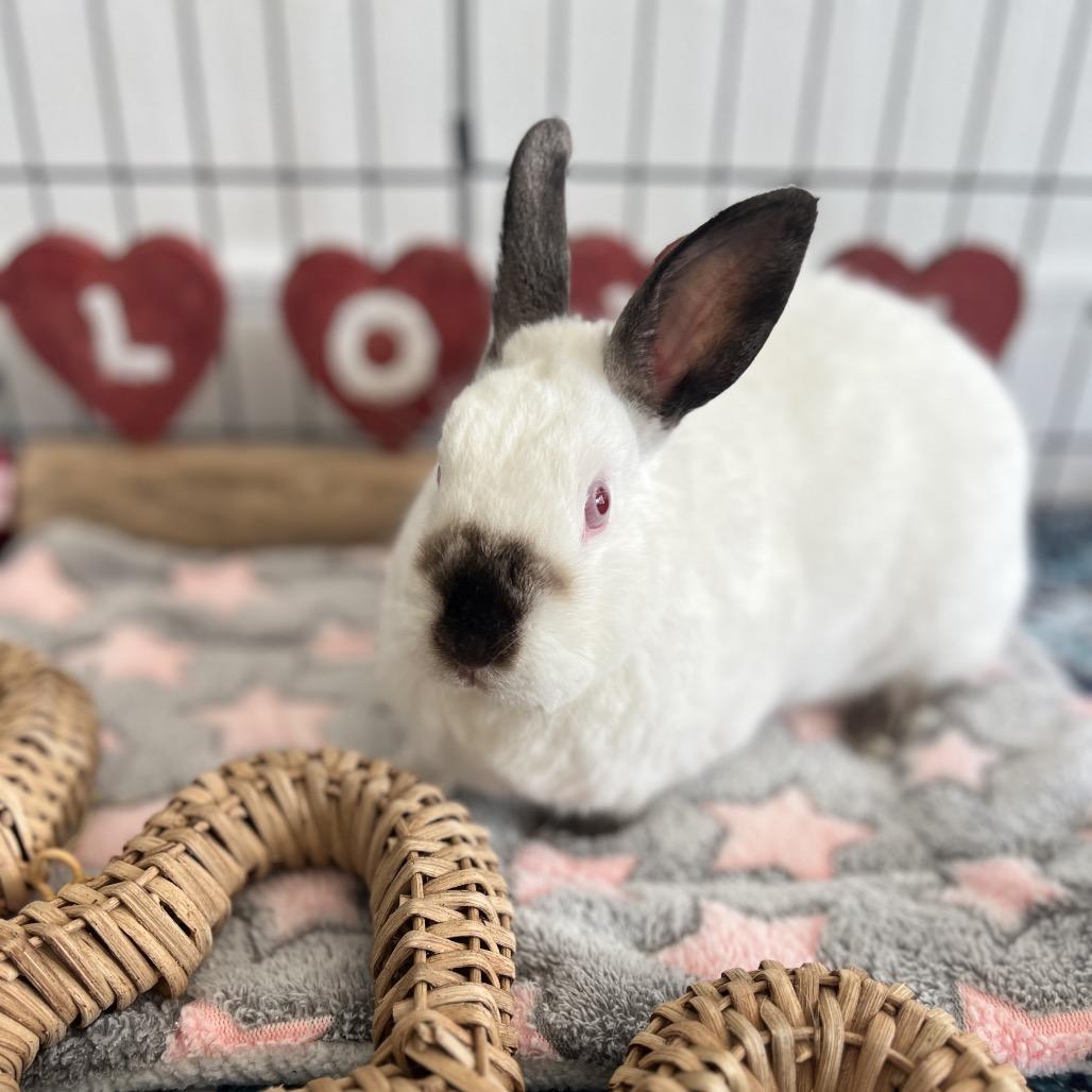 Enlarge Peaches, a Adoptable Himalayan in Miami, FL image 5/6