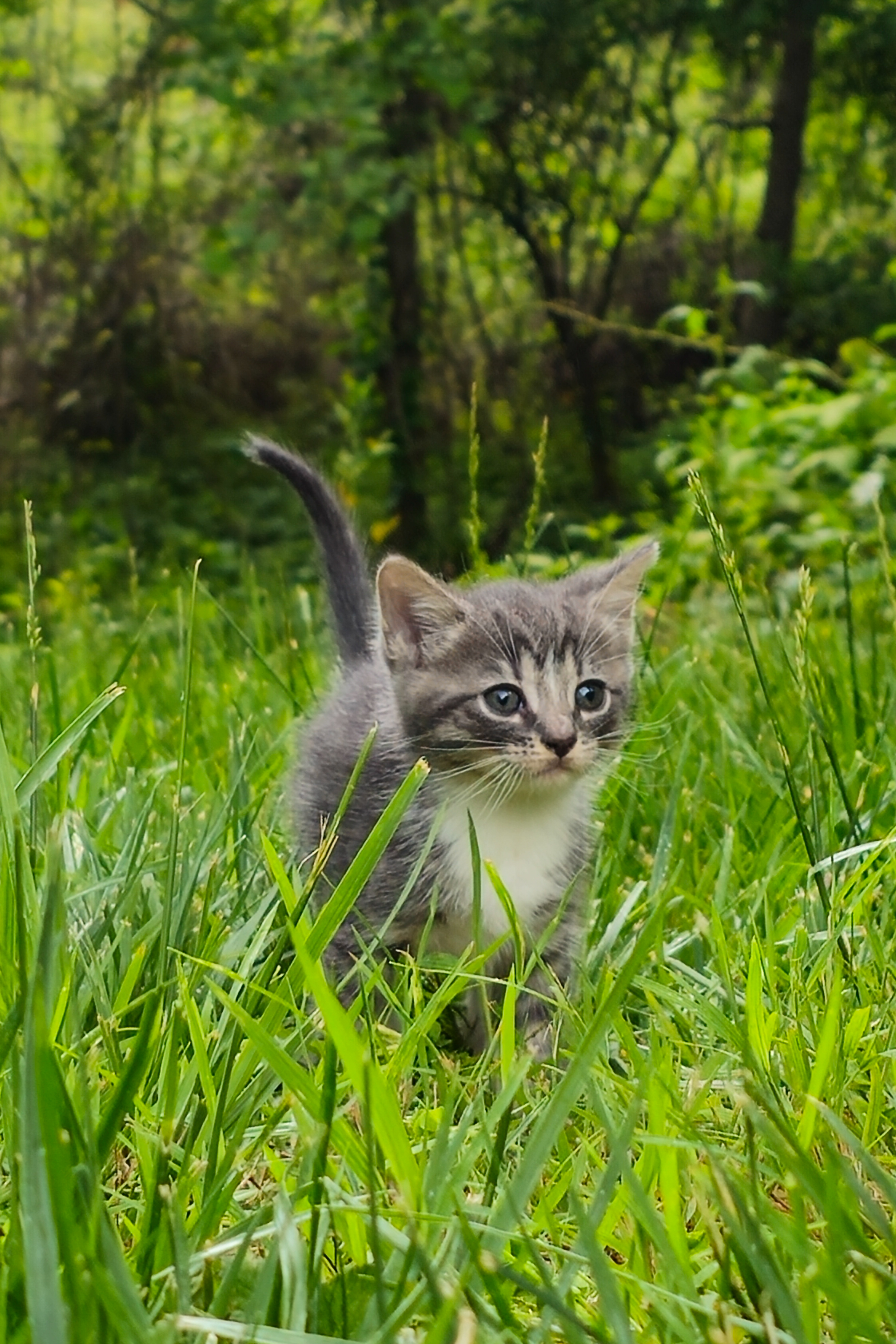 Enlarge Millie, a Adopted Domestic Short Hair in Charlotte, NC image 5/6