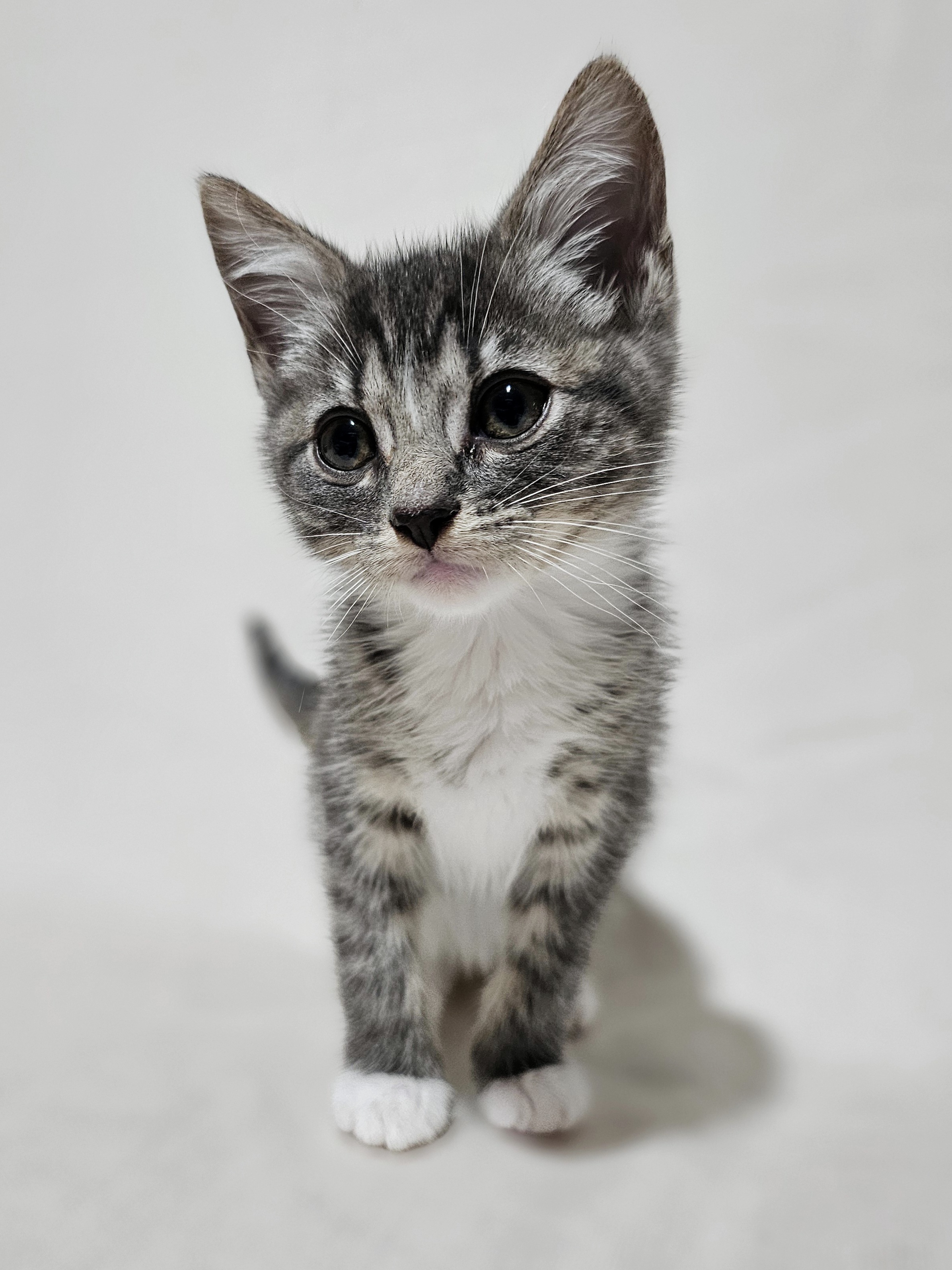 Enlarge Millie, a Adopted Domestic Short Hair in Charlotte, NC image 2/6