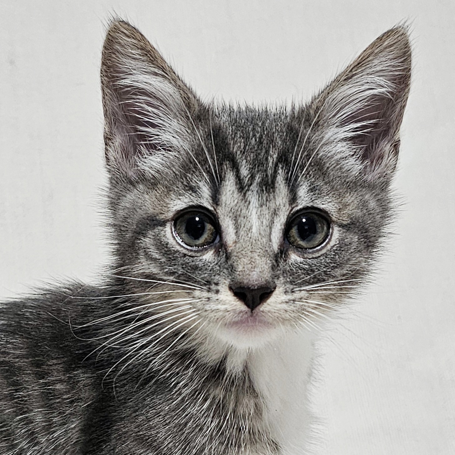 Enlarge Millie, a Adopted Domestic Short Hair in Charlotte, NC image 4/6