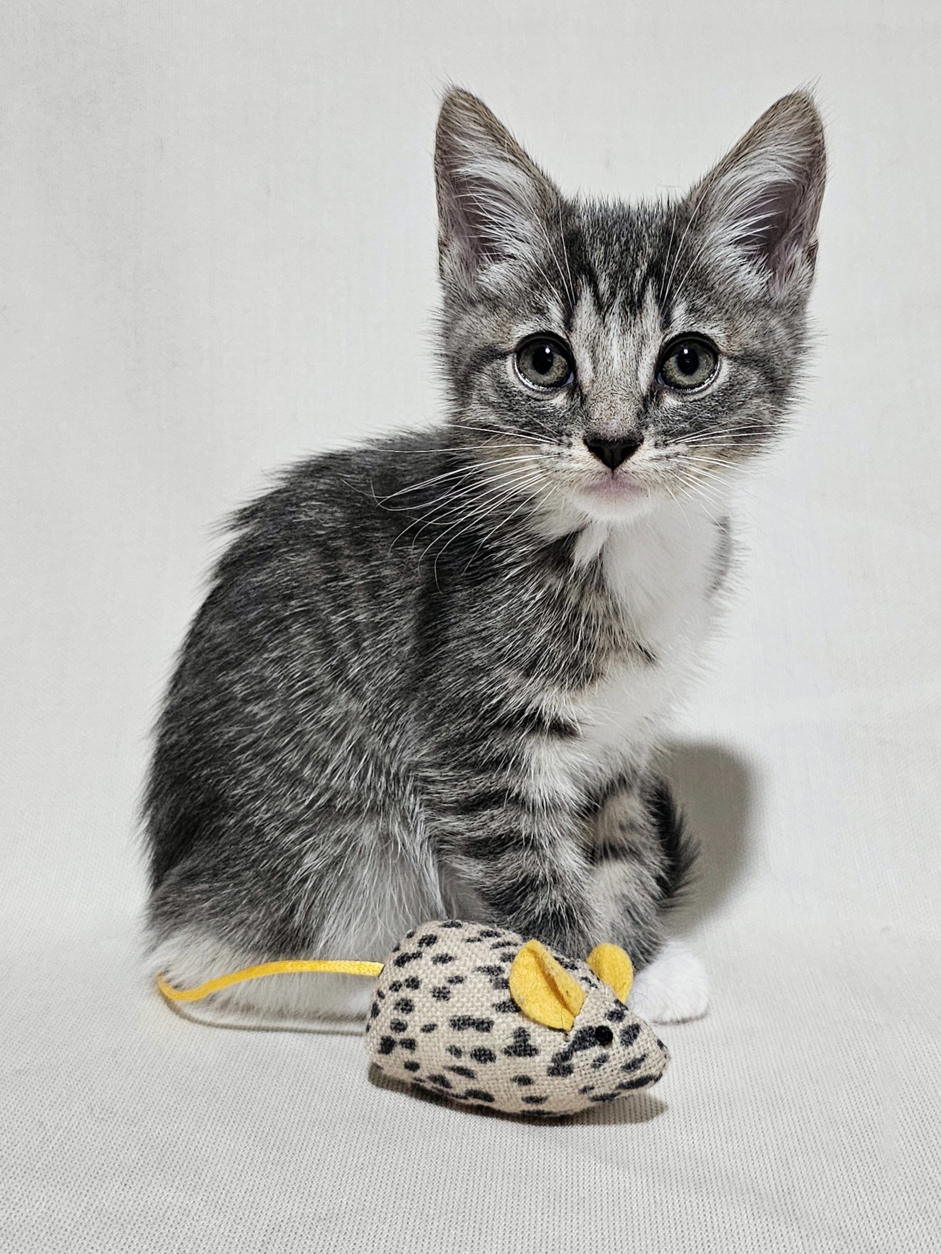 Enlarge Millie, a Adopted Domestic Short Hair in Charlotte, NC image 3/6