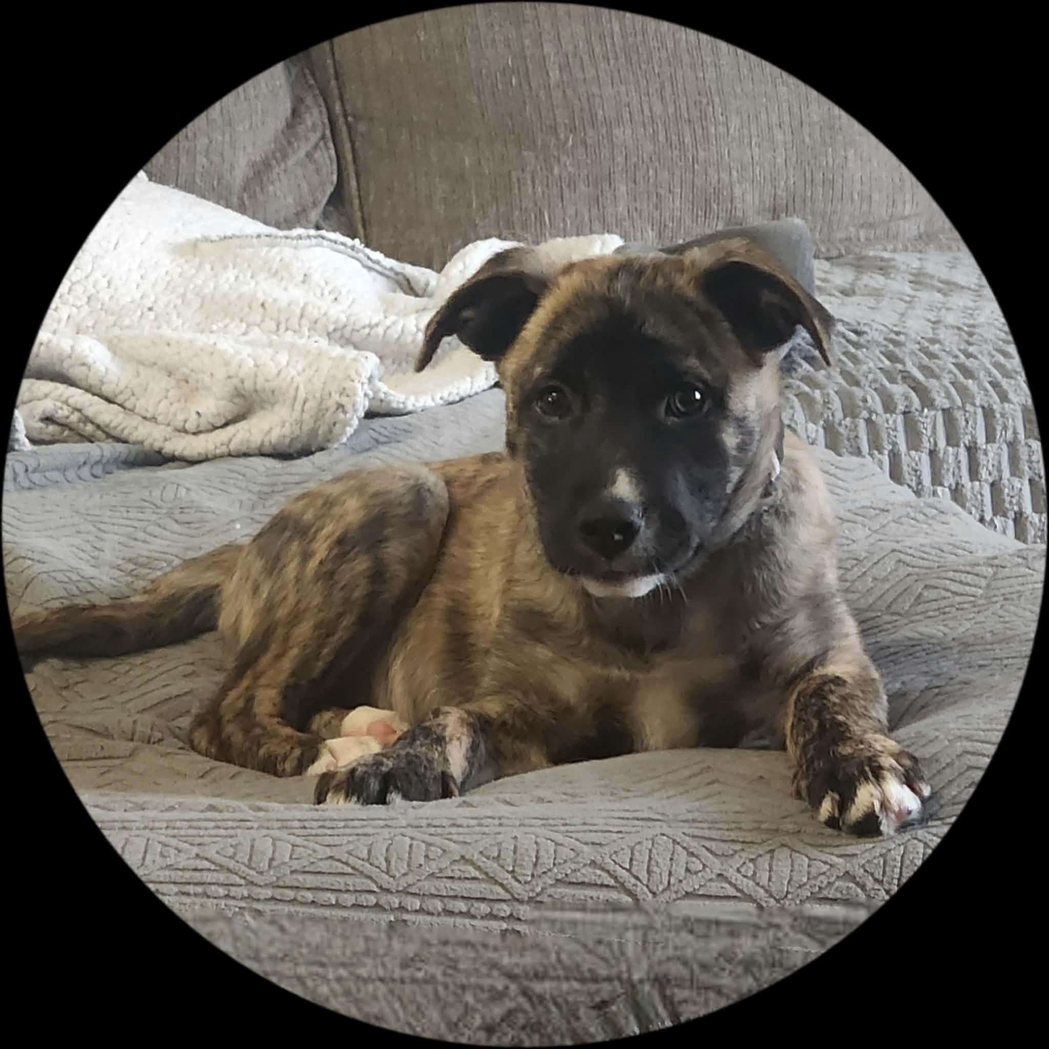 Enlarge Havoc, a Adoptable Mixed Breed in Woodstock, ON image 1/3