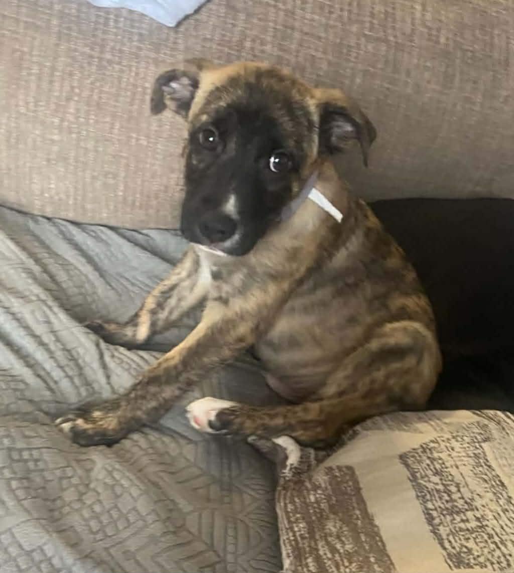 Enlarge Havoc, a Adoptable Mixed Breed in Woodstock, ON image 2/3