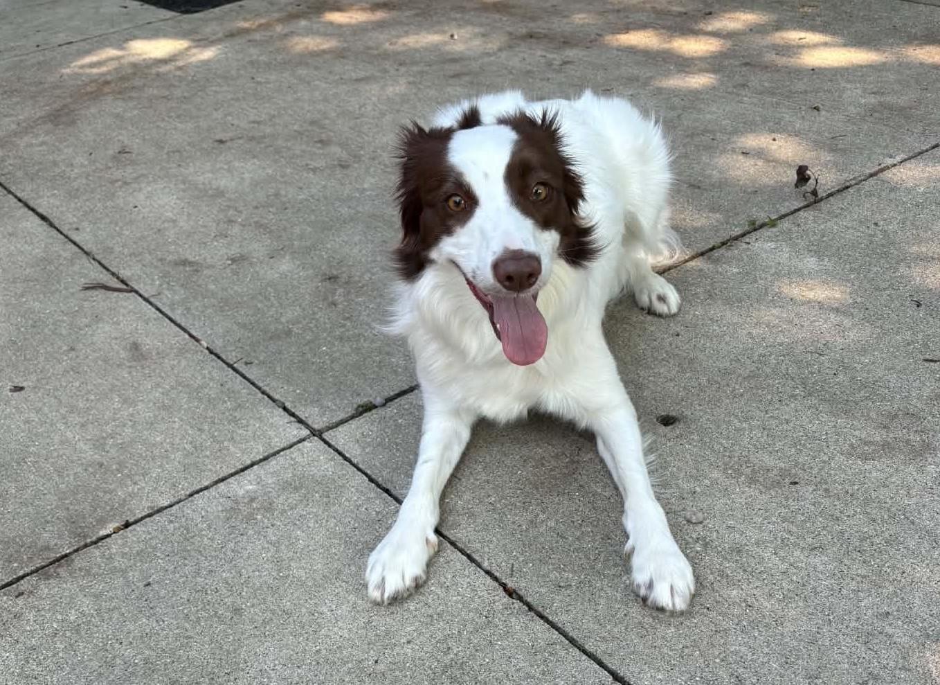 Della, a ADOPTABLE Border Collie in Seymour, IN image 2/5