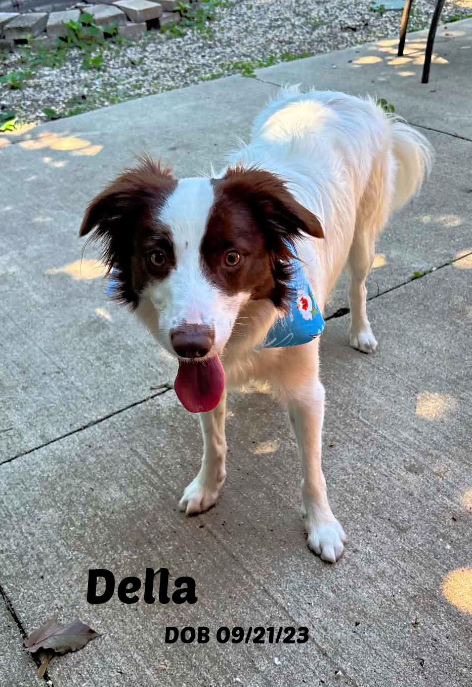 Della, ADOPTABLE, Young Female Border Collie.