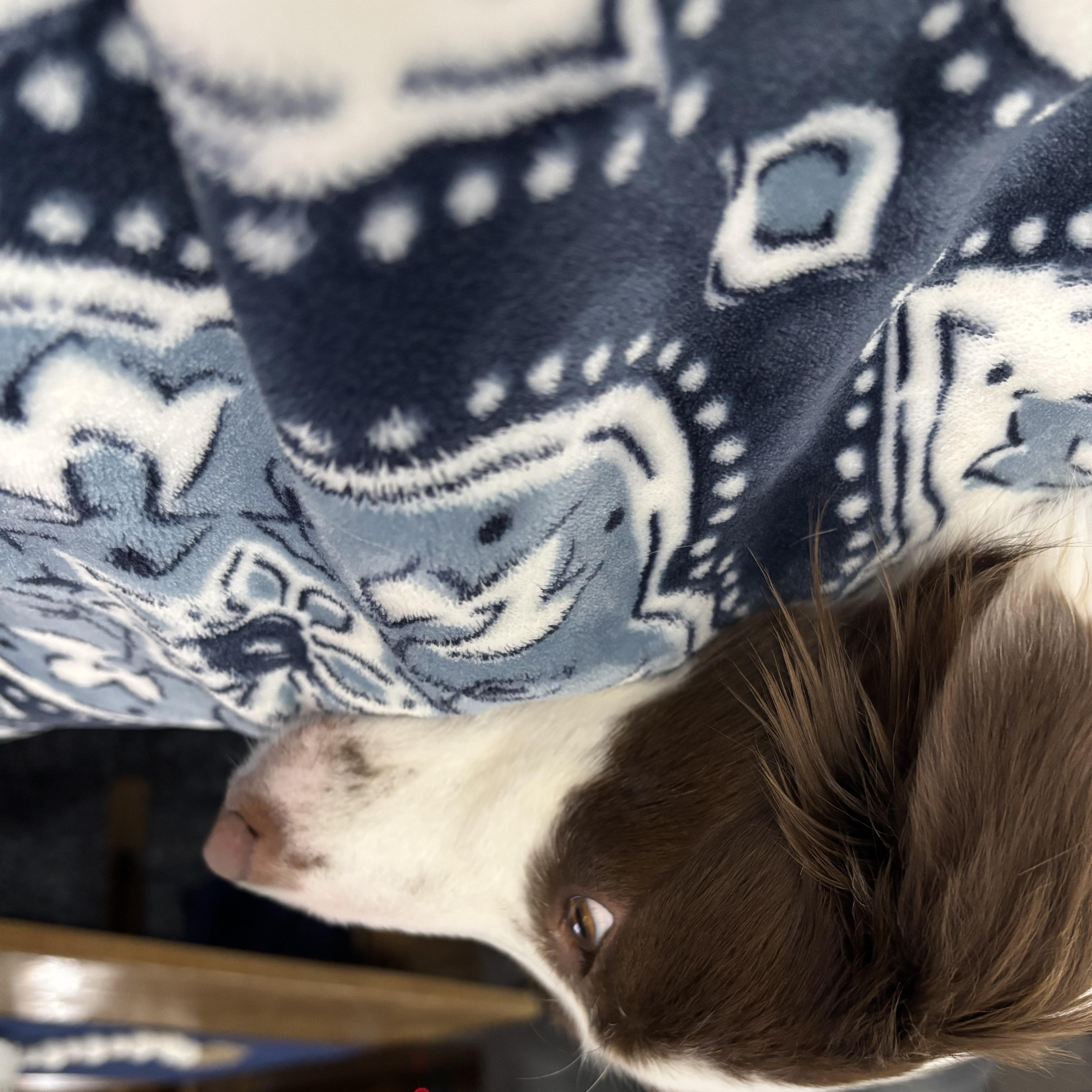 Della, a ADOPTABLE Border Collie in Seymour, IN image 5/5