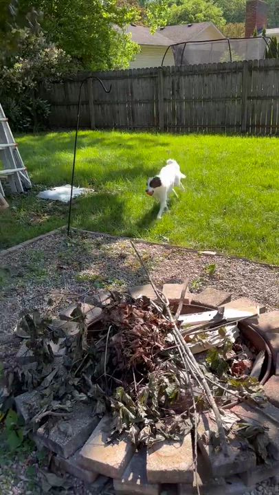 Enlarge Della, a ADOPTABLE Border Collie in Seymour, IN video 4/5