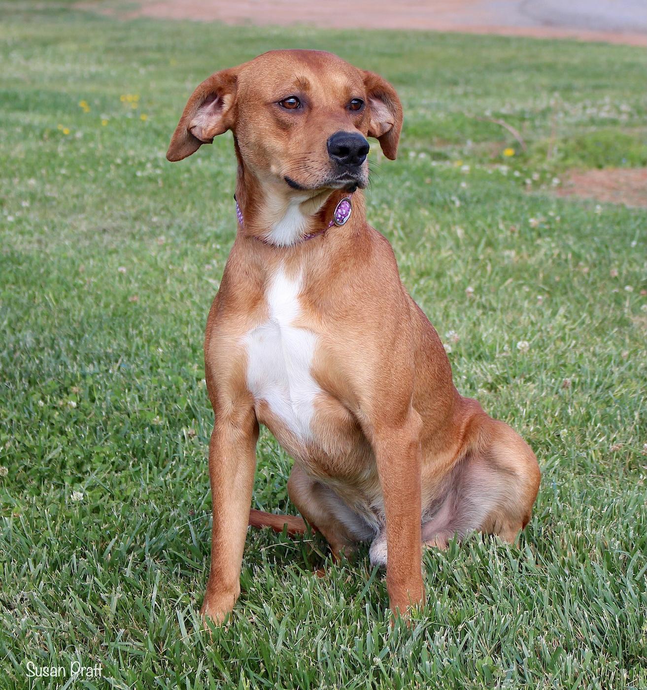 Enlarge Zebulon, a ADOPTABLE mixed breed in Bedford, VA image 3/3