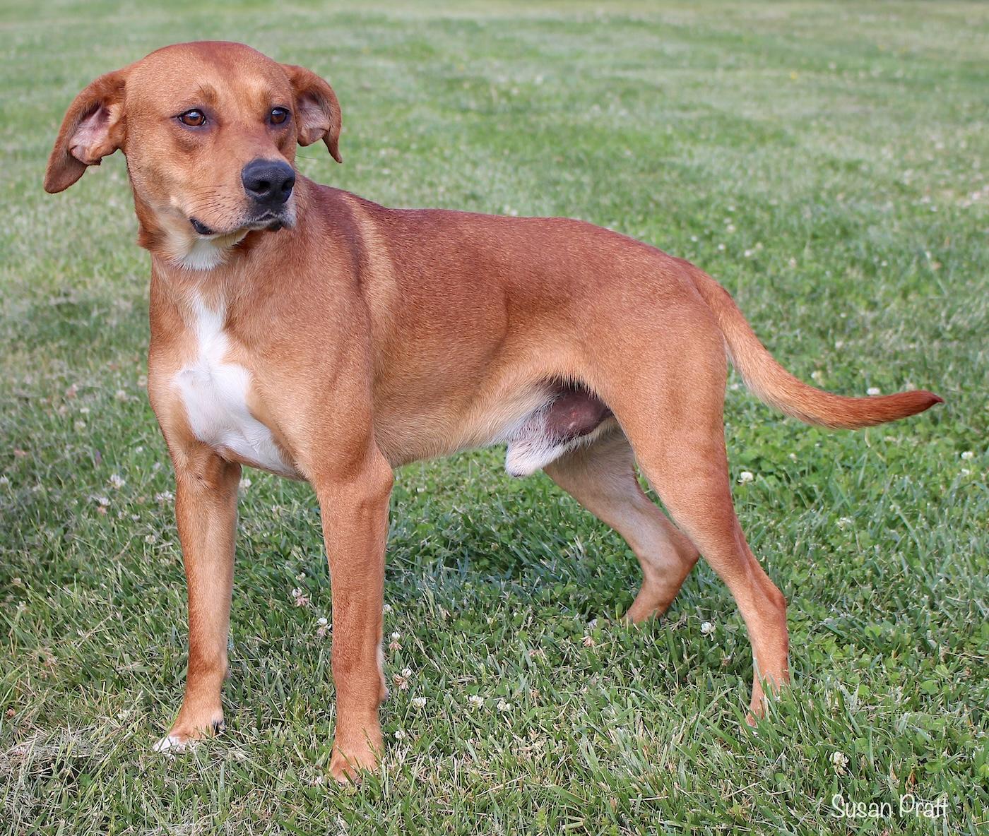 Enlarge Zebulon, a ADOPTABLE mixed breed in Bedford, VA image 2/3