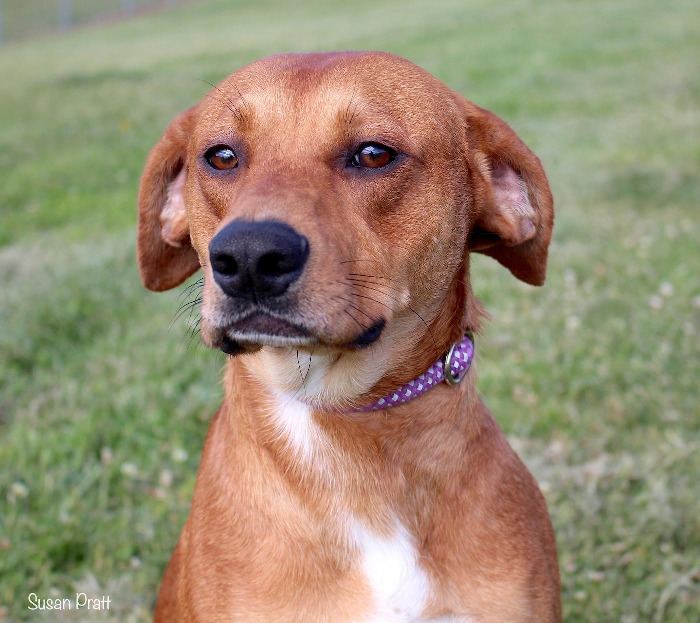 Zebulon, ADOPTABLE, Young Male Hound.
