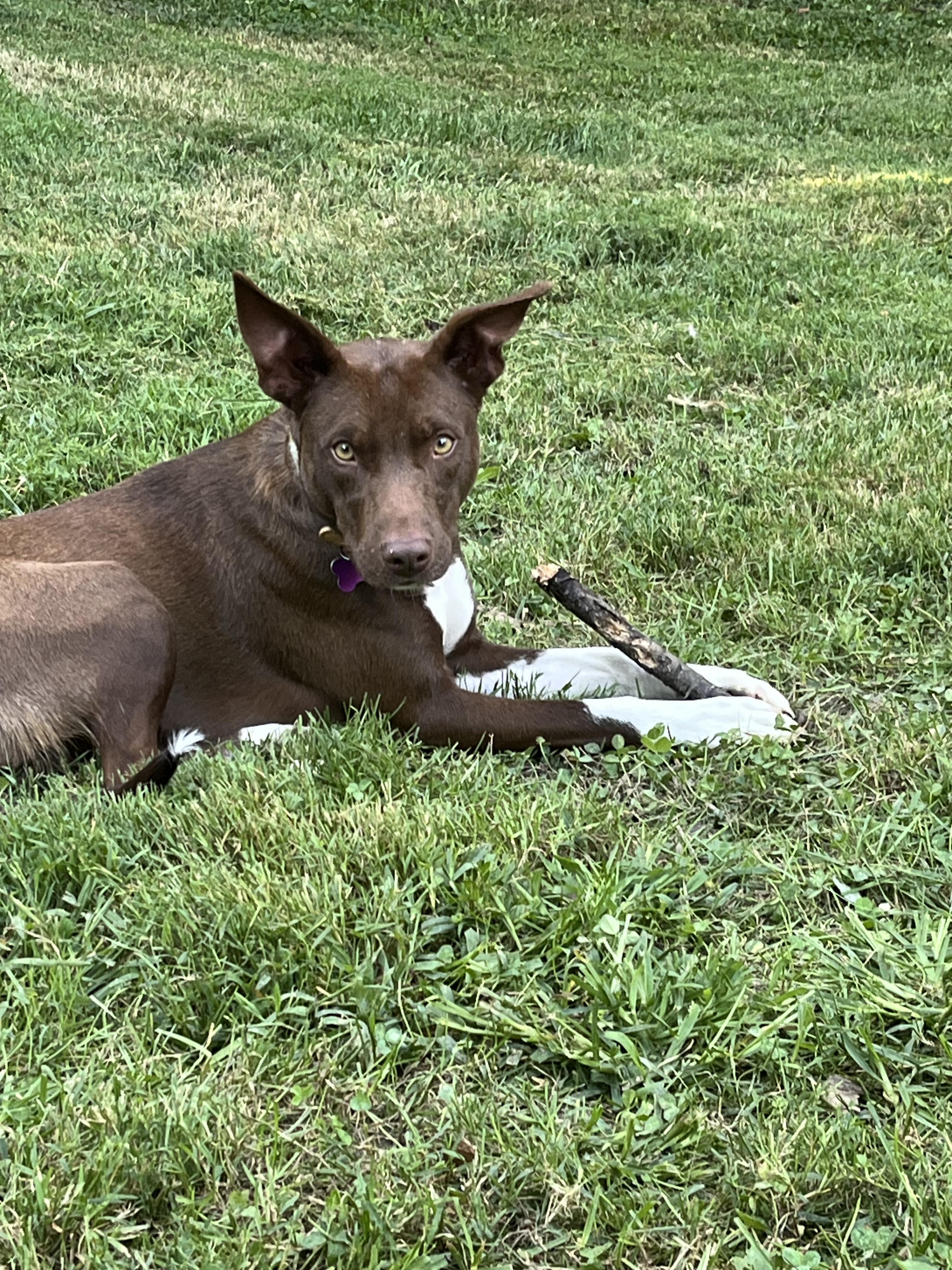 Enlarge Gigi, a Adoptable mixed breed in Culpeper, VA image 3/6