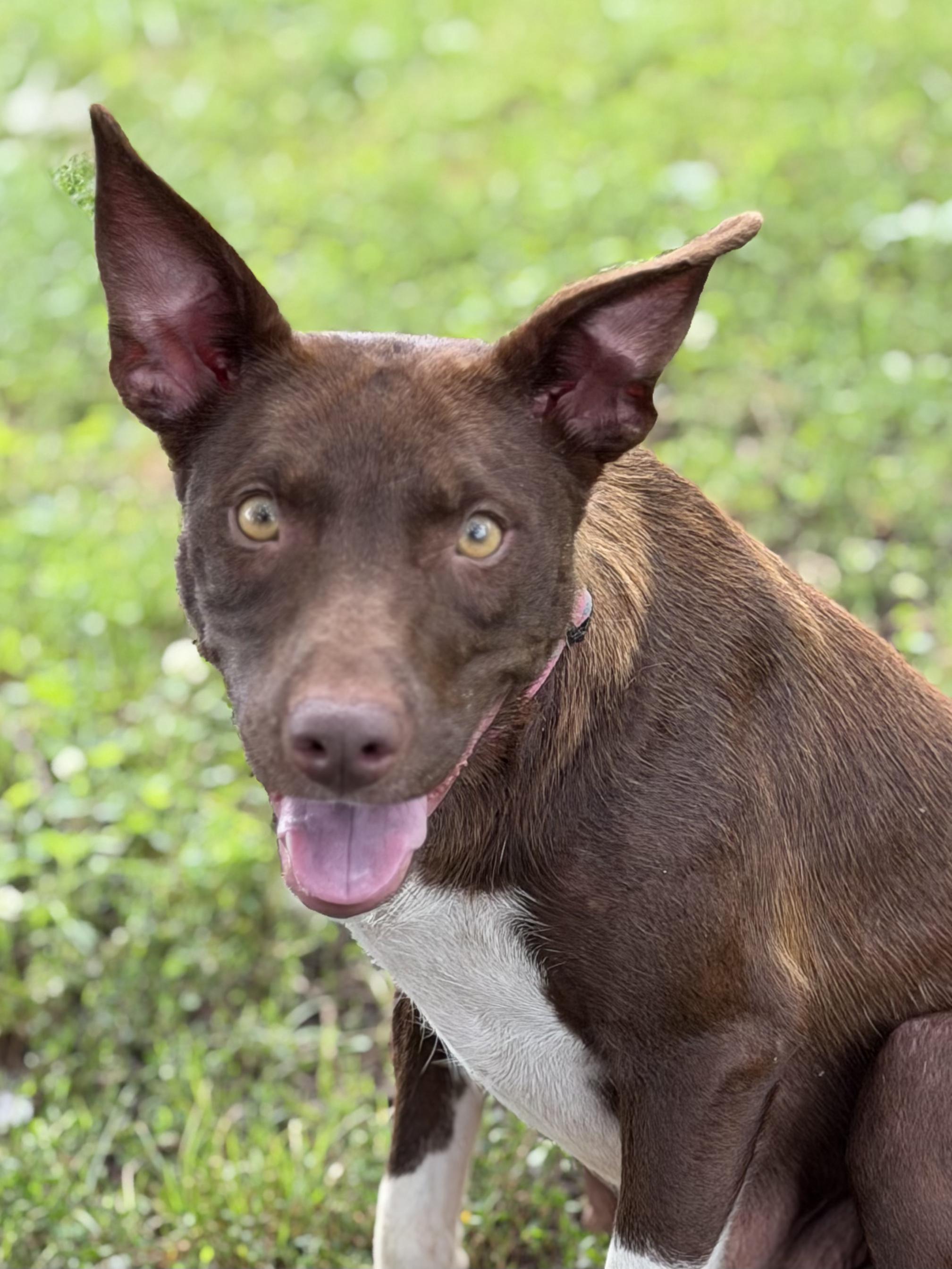 Enlarge Gigi, a Adoptable mixed breed in Culpeper, VA image 1/6