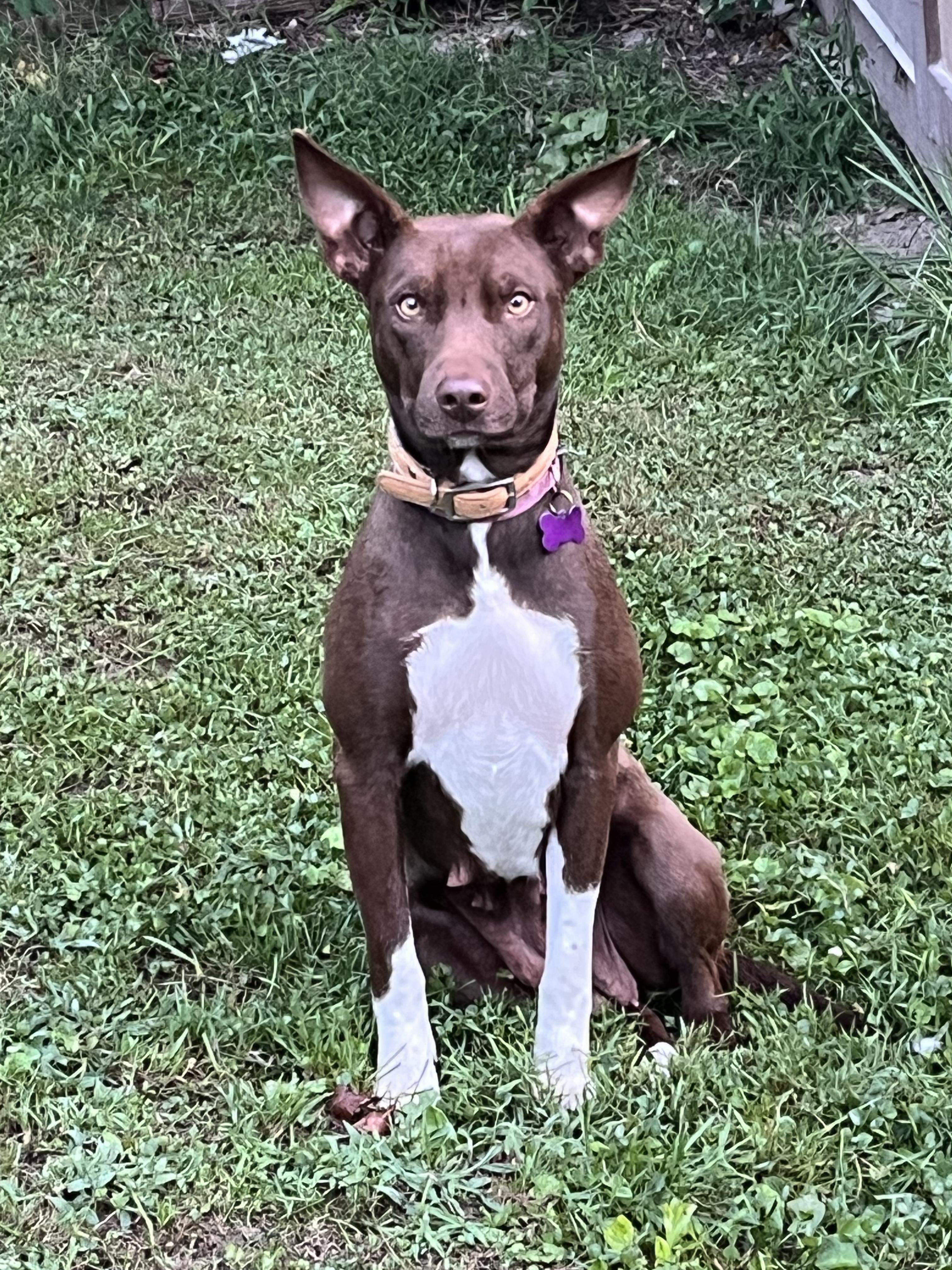 Enlarge Gigi, a Adoptable mixed breed in Culpeper, VA image 6/6