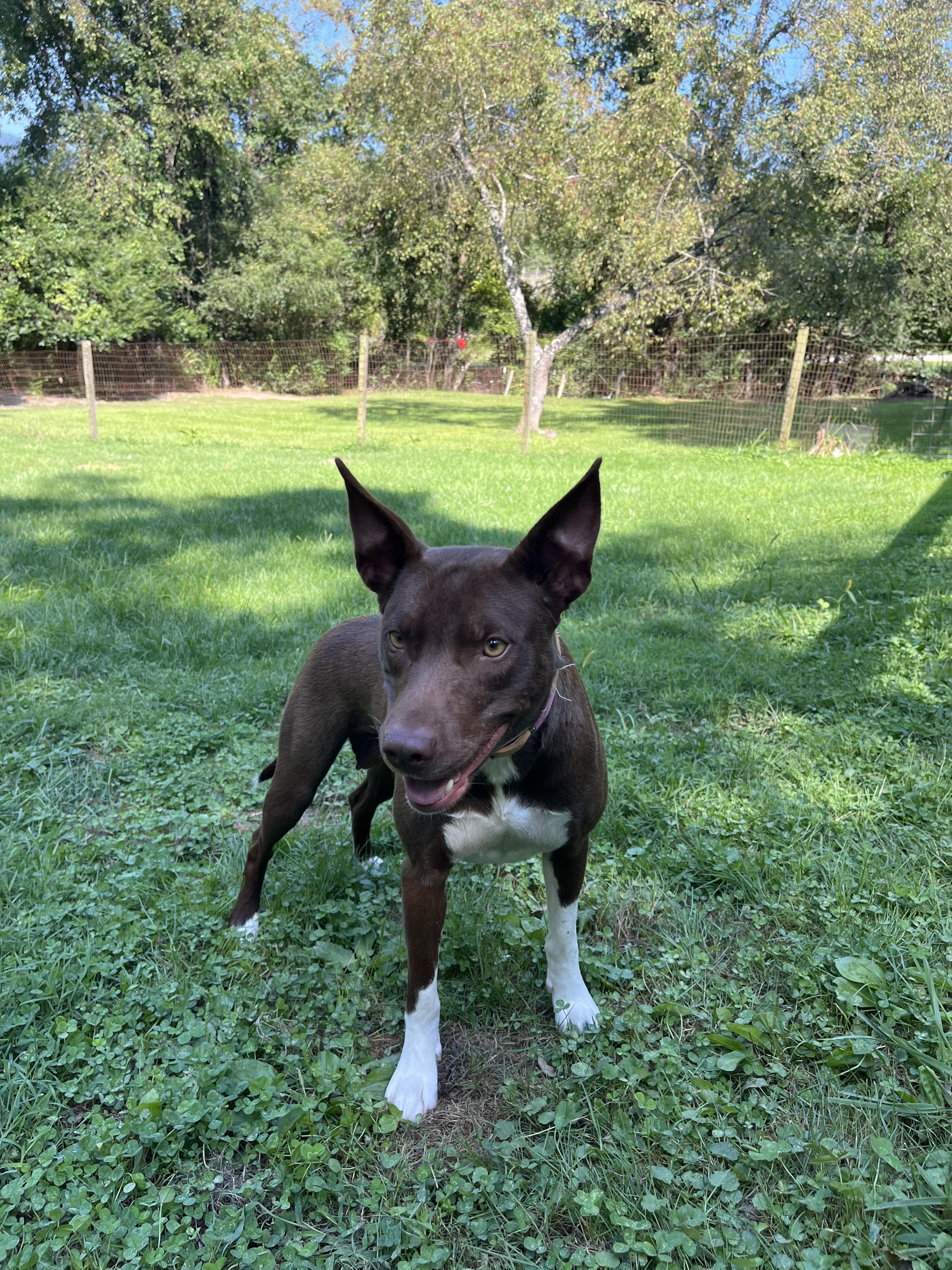 Enlarge Gigi, a Adoptable mixed breed in Culpeper, VA image 2/6
