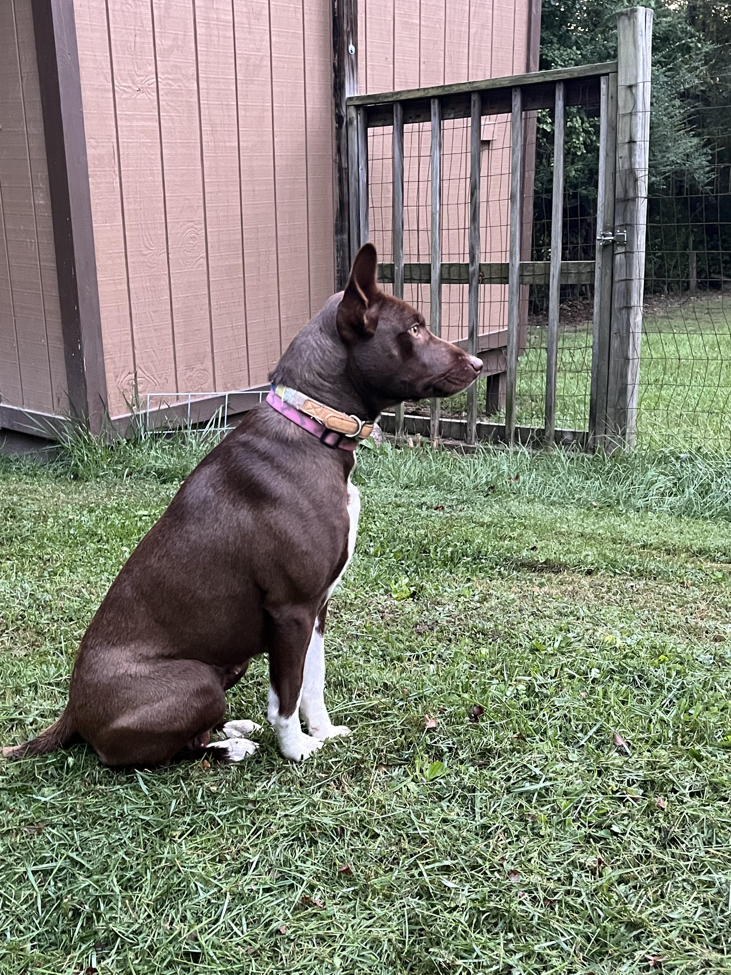 Enlarge Gigi, a Adoptable mixed breed in Culpeper, VA image 5/6
