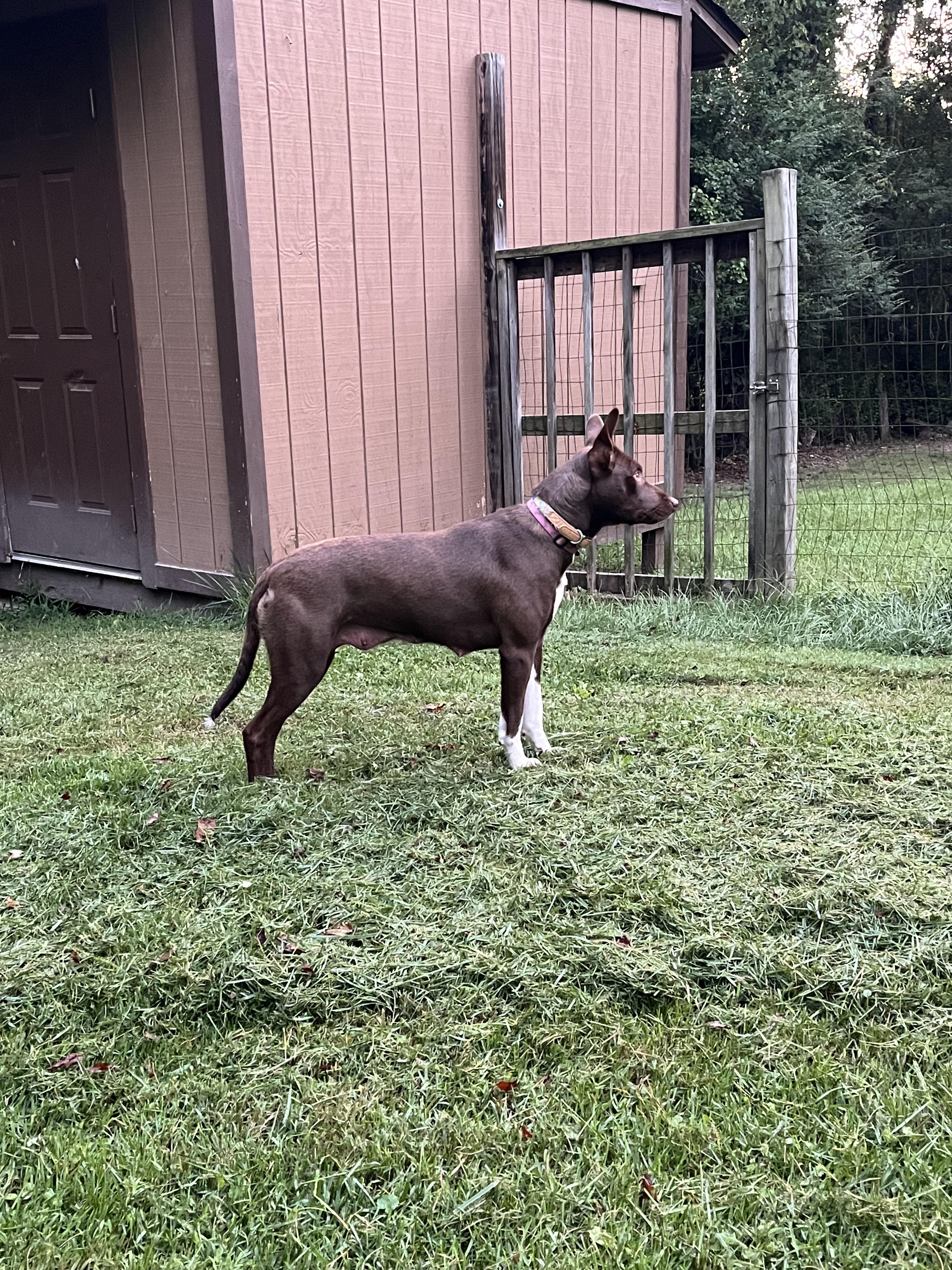 Enlarge Gigi, a Adoptable mixed breed in Culpeper, VA image 4/6