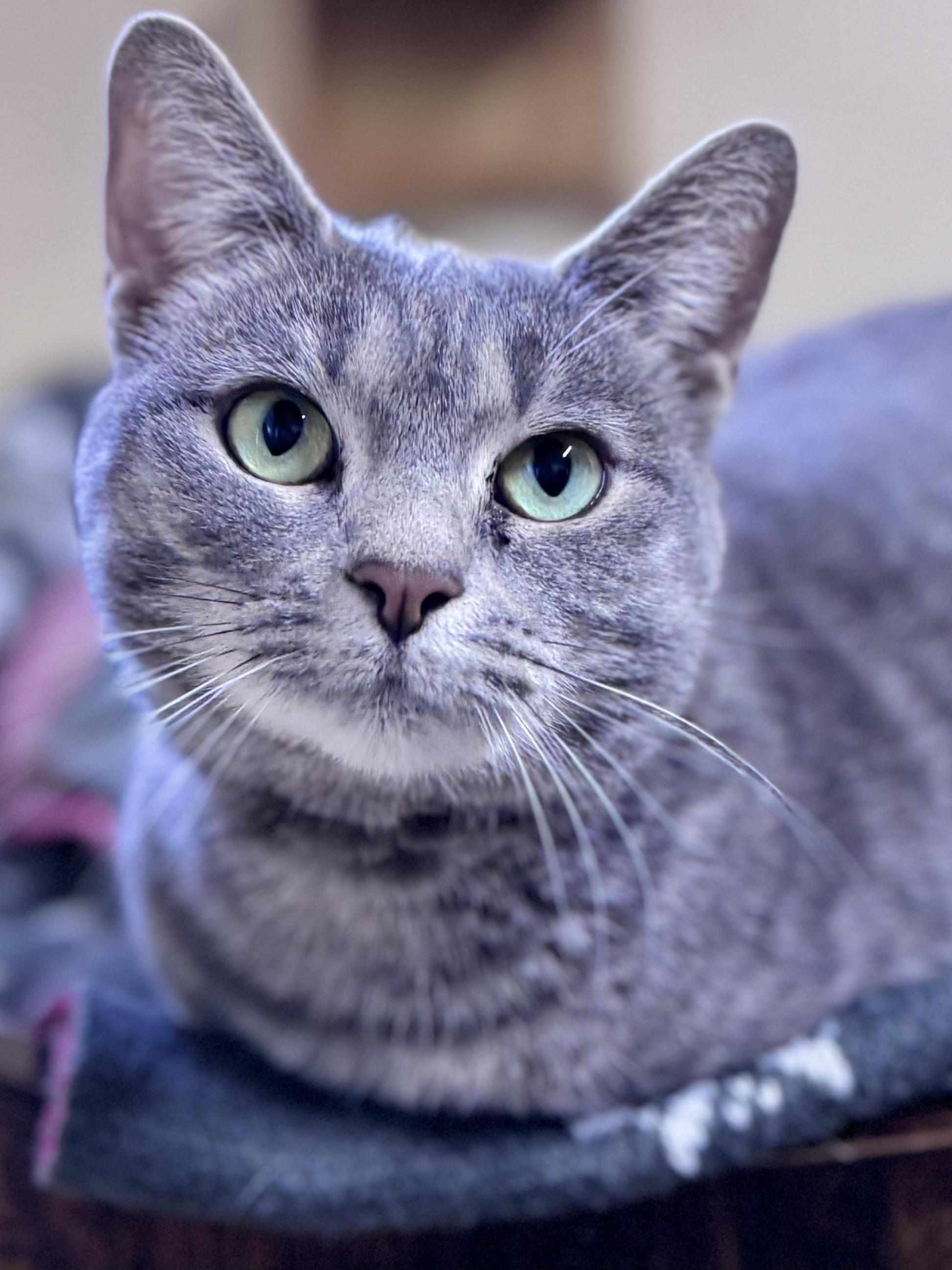 Enlarge Coraline, a ADOPTABLE Domestic Short Hair in Rixeyville, VA image 3/3