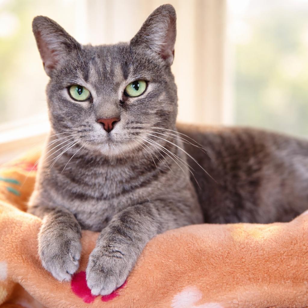 Coraline, ADOPTABLE, Adult Female Domestic Short Hair.