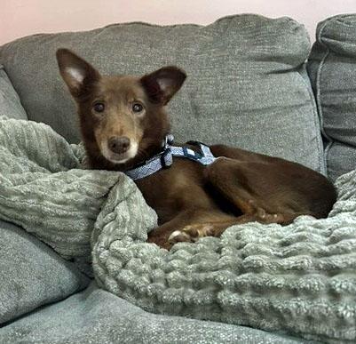 Timmy, Adoptable, Senior Male Portuguese Podengo.