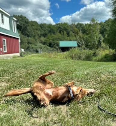 Enlarge Timmy, a Adoptable Portuguese Podengo in Mansfield, MA image 2/2