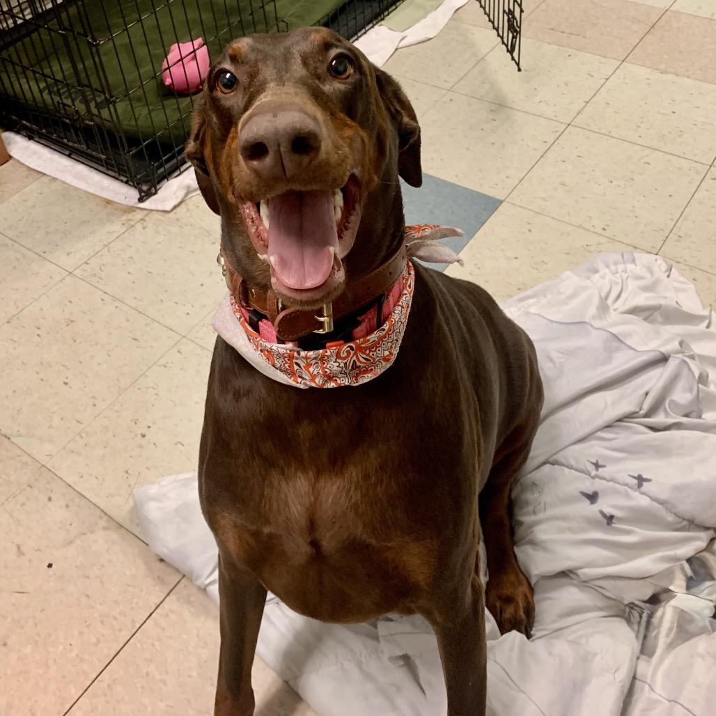 Enlarge 7938 Hayzel, a Adoptable Doberman Pinscher in Sandown, NH image 1/2