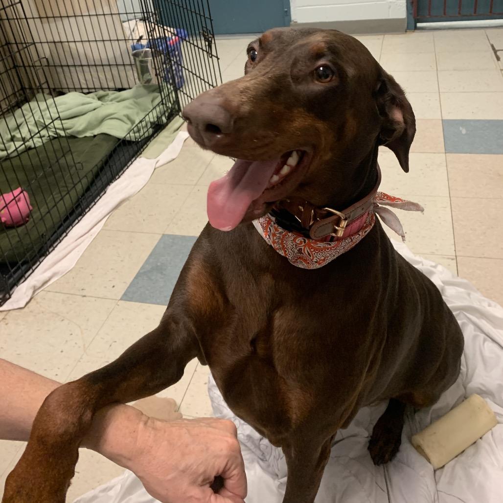 Enlarge 7938 Hayzel, a Adoptable Doberman Pinscher in Sandown, NH image 2/2