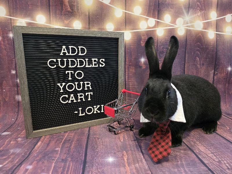 Loki, Adoptable, Senior Male New Zealand.