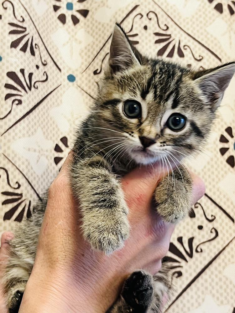 Enlarge Bubba, a Adoptable Domestic Short Hair in Salinas, CA image 1/3
