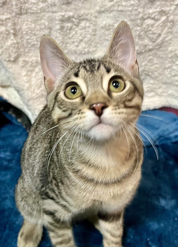 Enlarge Bubba, a Adoptable Domestic Short Hair in Salinas, CA image 2/3