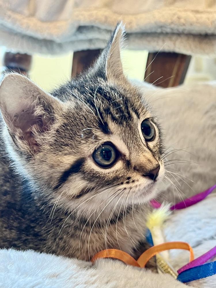 Enlarge Bubba, a Adoptable Domestic Short Hair in Salinas, CA image 3/3