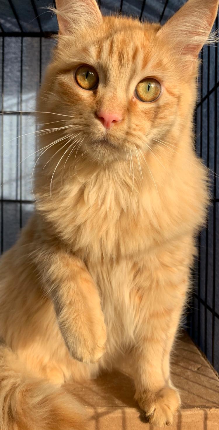 Archie, Adoptable, Adult Male Domestic Medium Hair & Maine Coon.