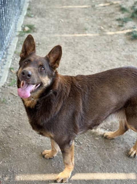 Enlarge DAISY, a Adoptable mixed breed in Riverside, CA image 1/1