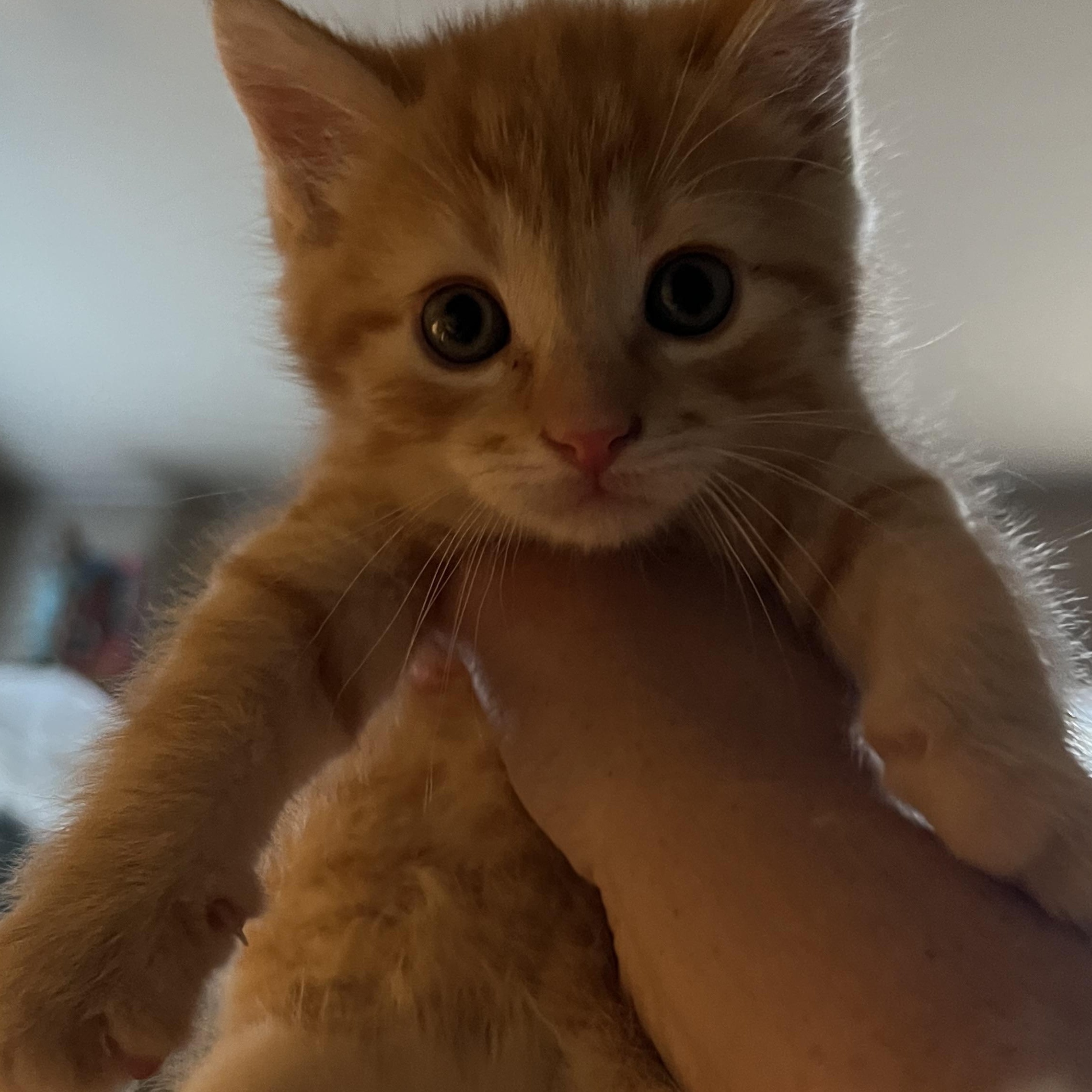 O Kittens Coming In, adopted, Kitten Male Domestic Short Hair.