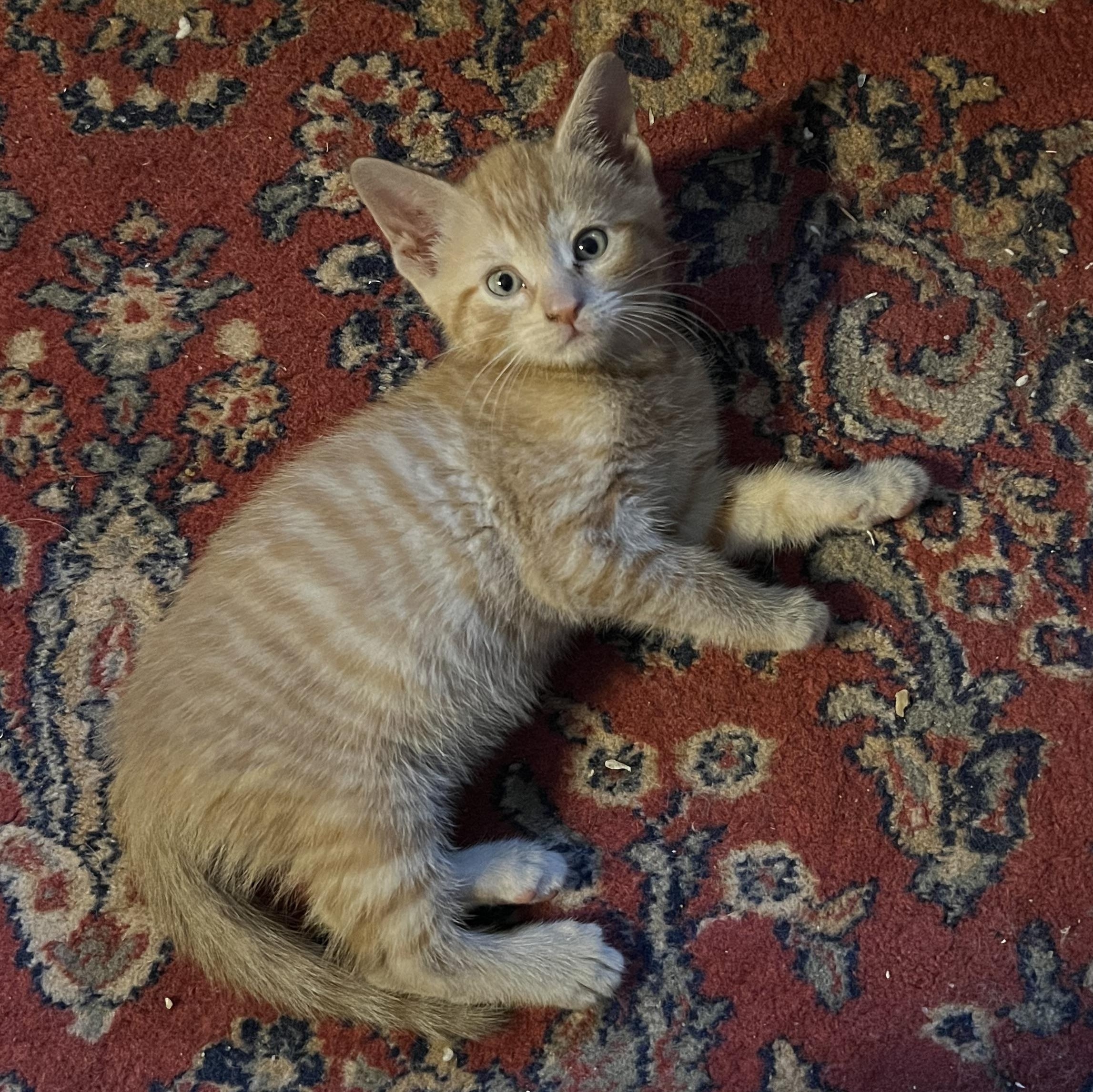 O Kittens Coming In, an adopted Domestic Short Hair in Clifton, NJ image 2/6