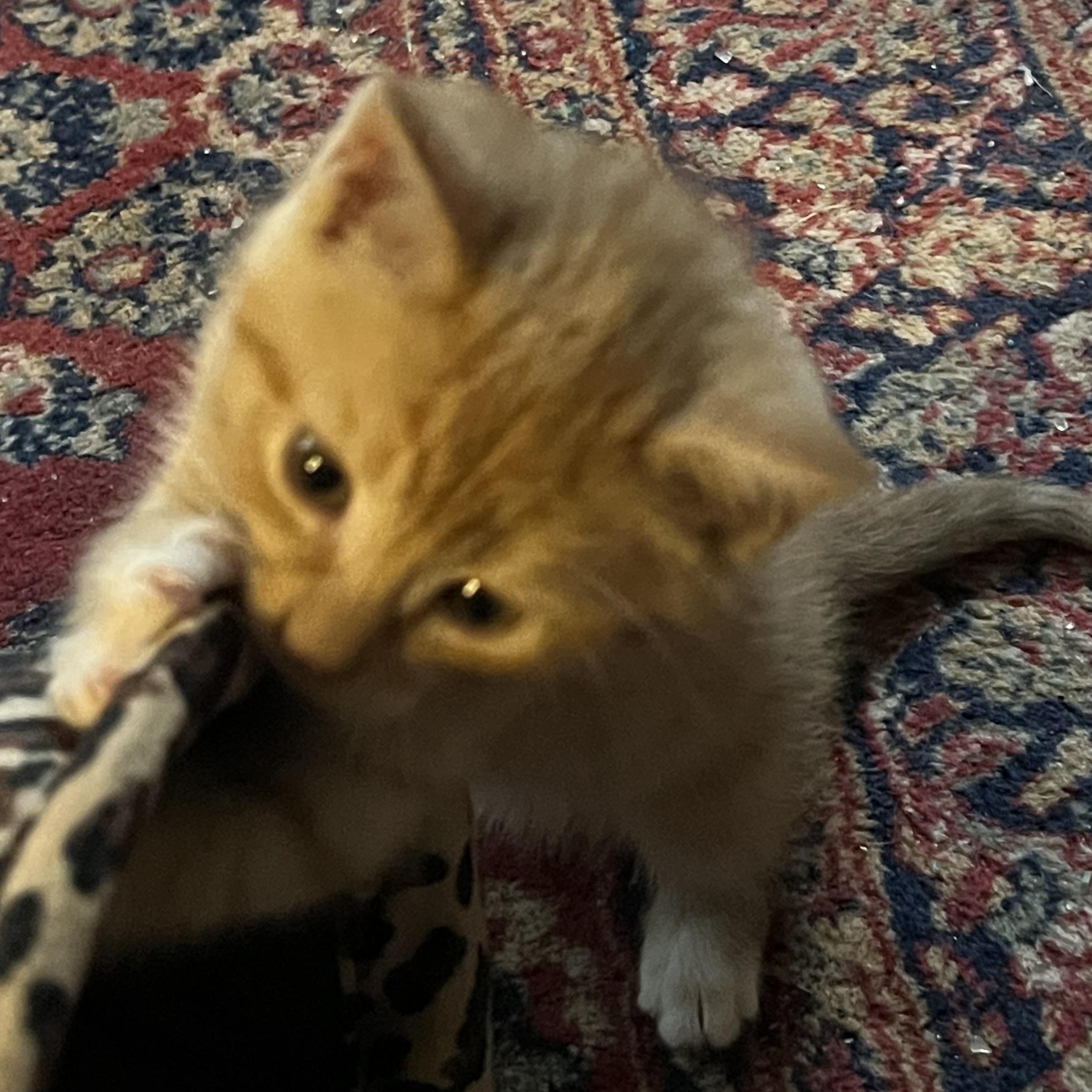 O Kittens Coming In, an adopted Domestic Short Hair in Clifton, NJ image 3/6