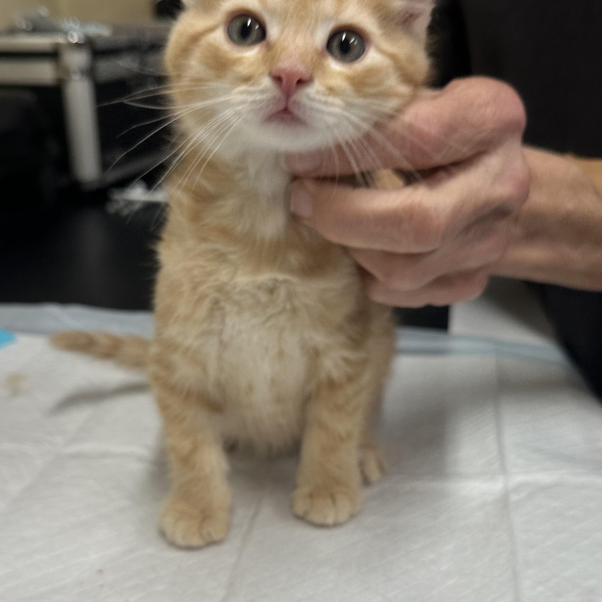 O Kittens Coming In, an adopted Domestic Short Hair in Clifton, NJ image 5/6