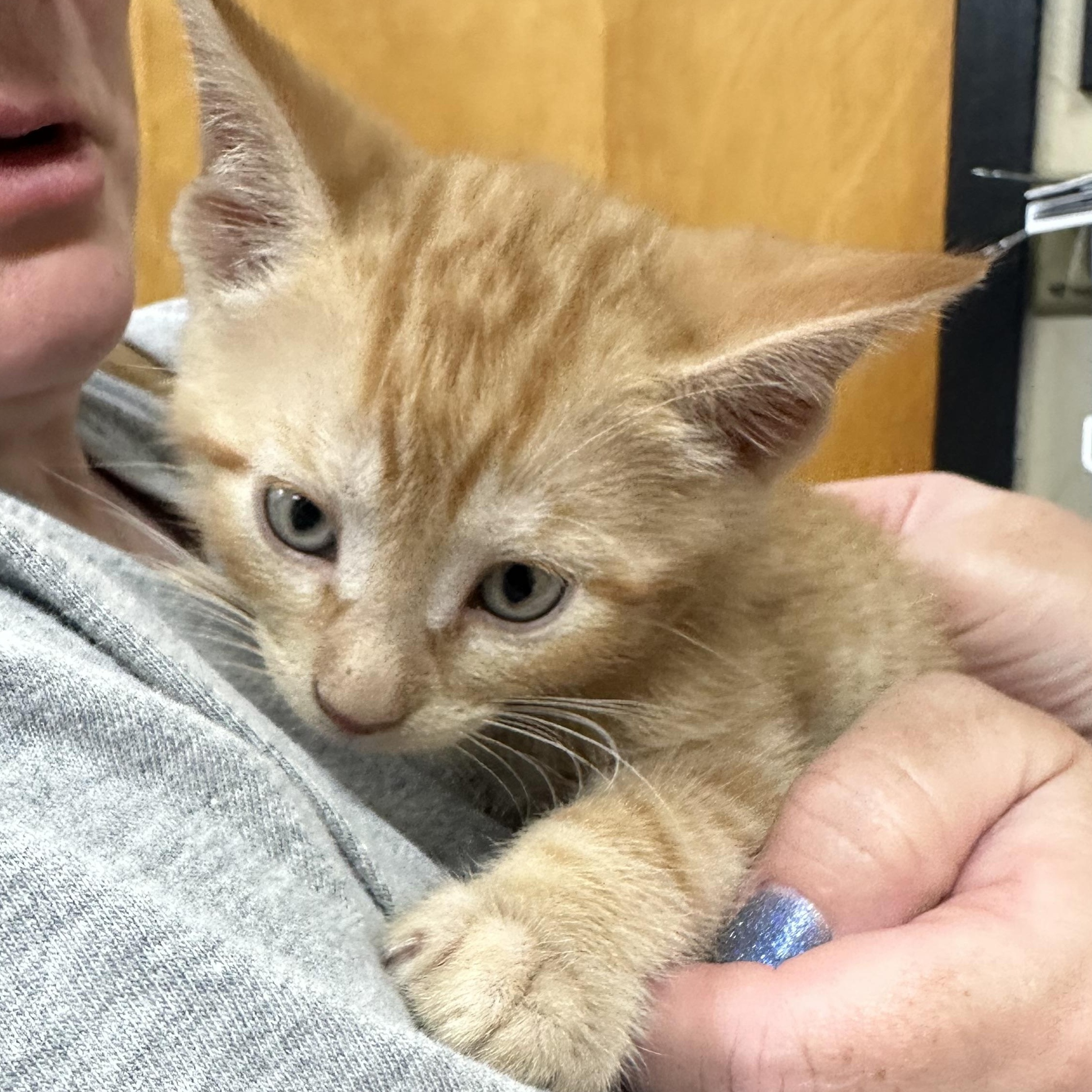 O Kittens Coming In, an adopted Domestic Short Hair in Clifton, NJ image 6/6