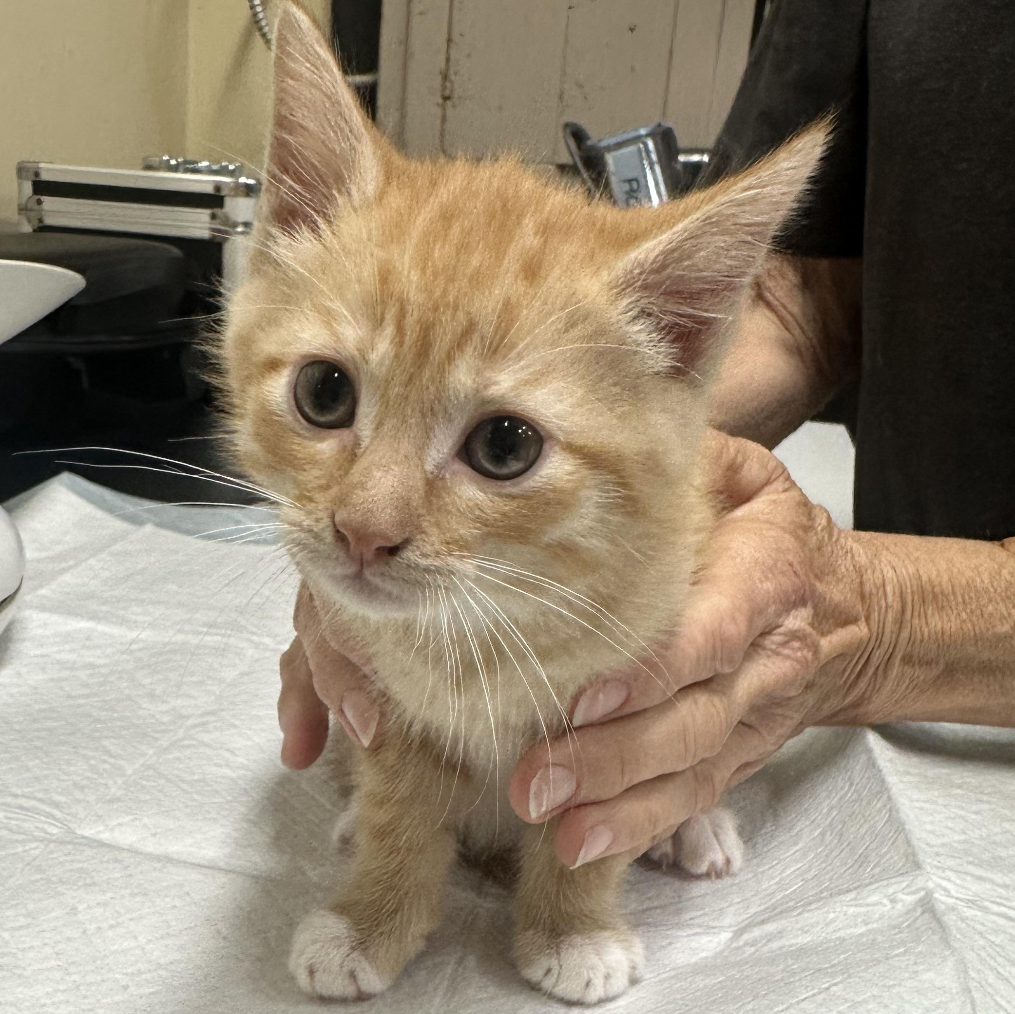 O Kittens Coming In, an adopted Domestic Short Hair in Clifton, NJ image 4/6