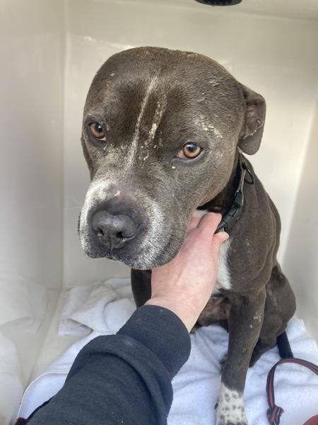 Enlarge Eeyore (mcas), a Adoptable mixed breed in Troutdale, OR image 1/2