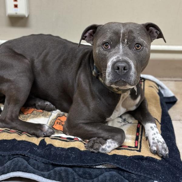 Enlarge Eeyore (mcas), a Adoptable mixed breed in Troutdale, OR image 2/2