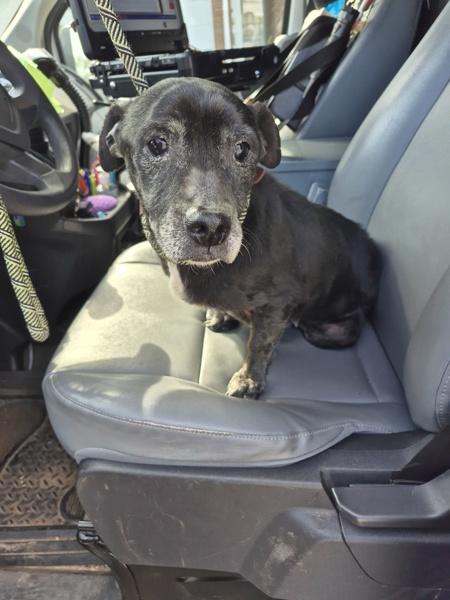 In Foster- Delilah Hw+, Adoptable, Senior Female Terrier.