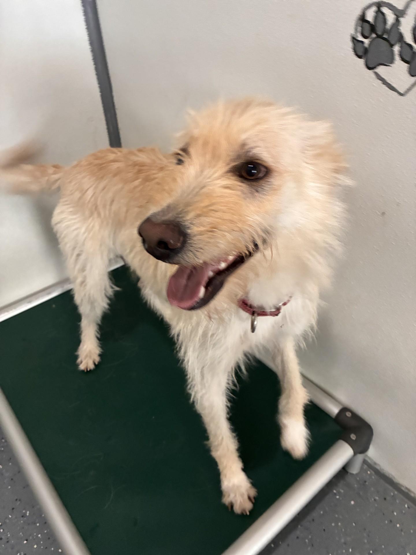 Atom, an adoptable Goldendoodle in Polson, MT, 59860 | Photo Image 1