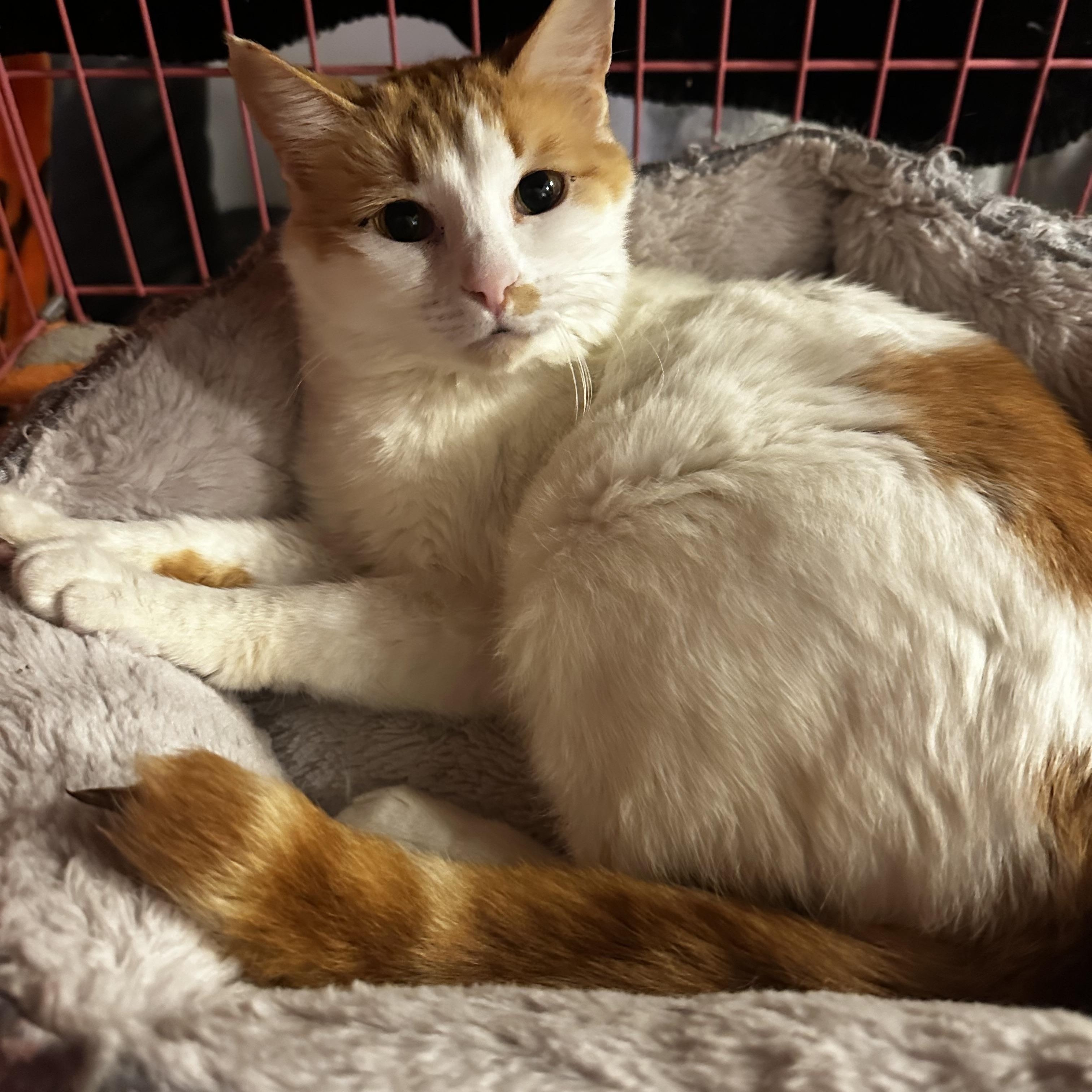 Bianca, ADOPTABLE, Adult Female Domestic Short Hair.