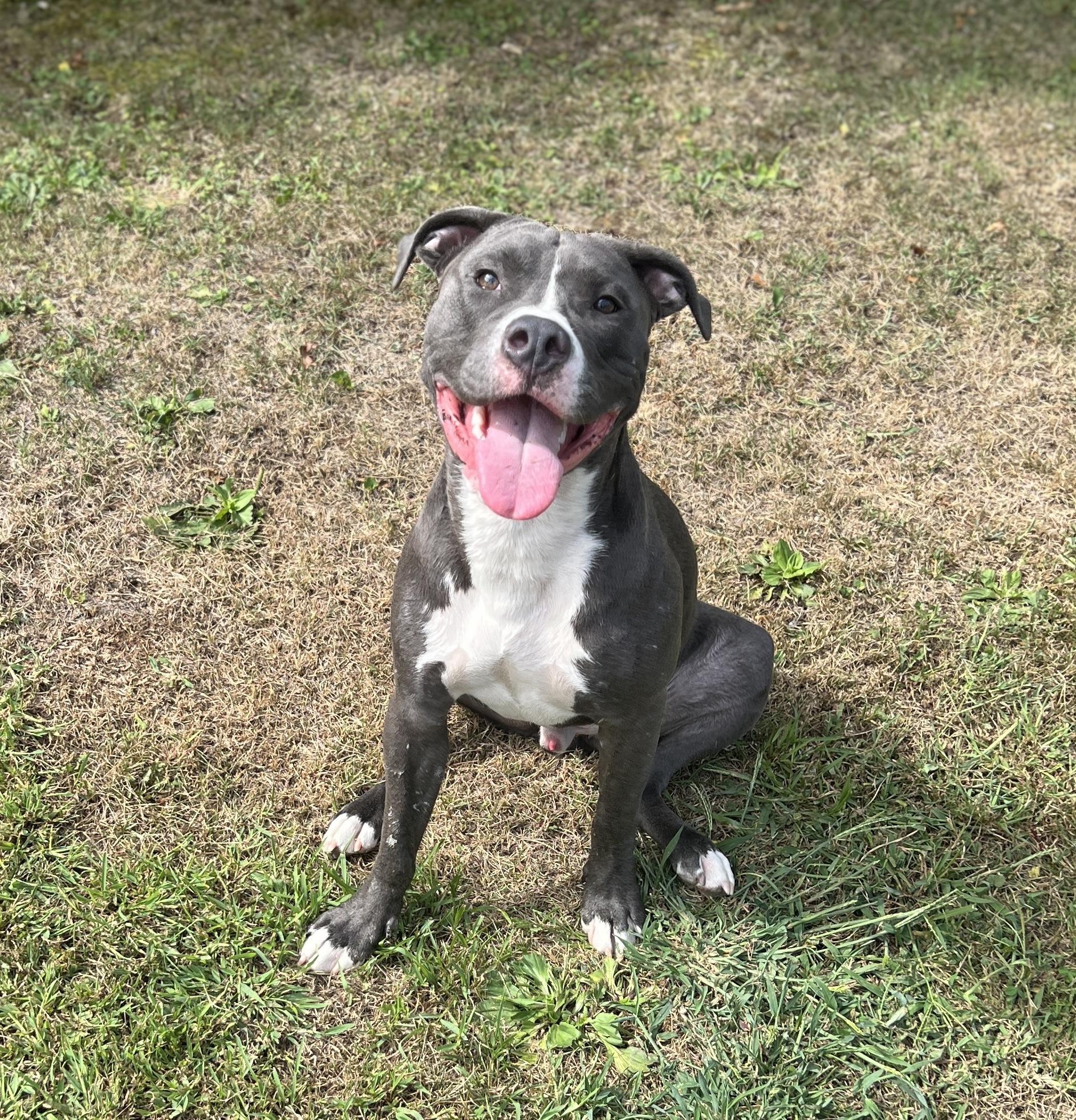 Percy, a Adopted Pit Bull Terrier in Newington, CT image 2/4