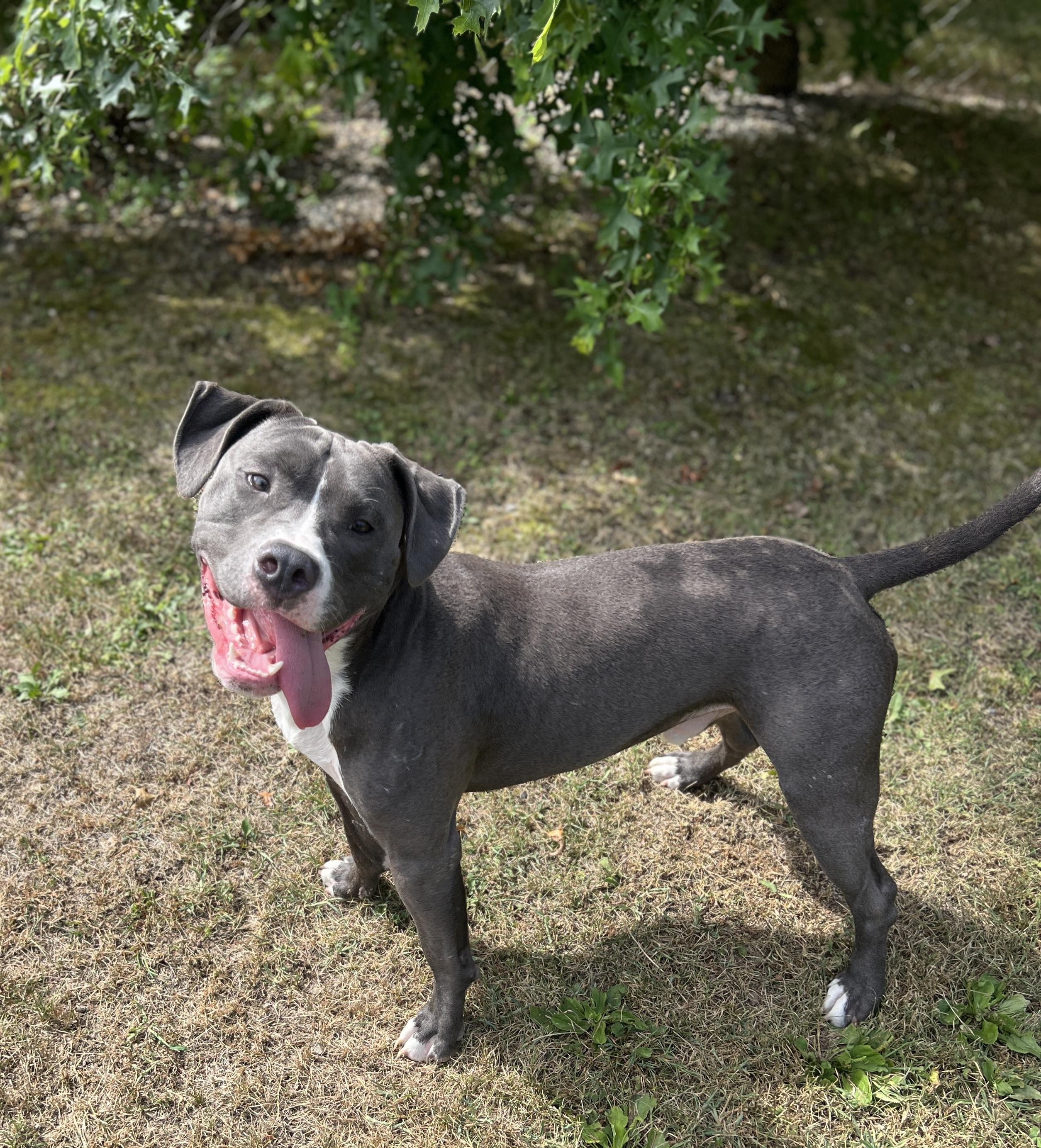 Percy, a Adopted Pit Bull Terrier in Newington, CT image 1/4