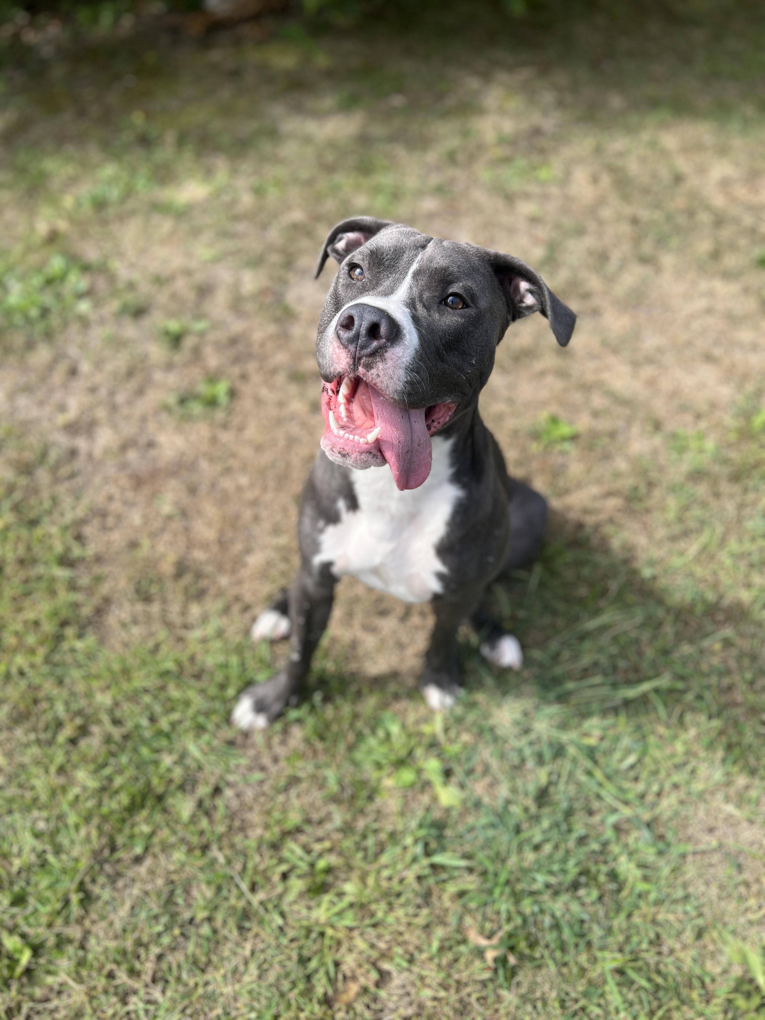 Percy, a Adopted Pit Bull Terrier in Newington, CT image 4/4