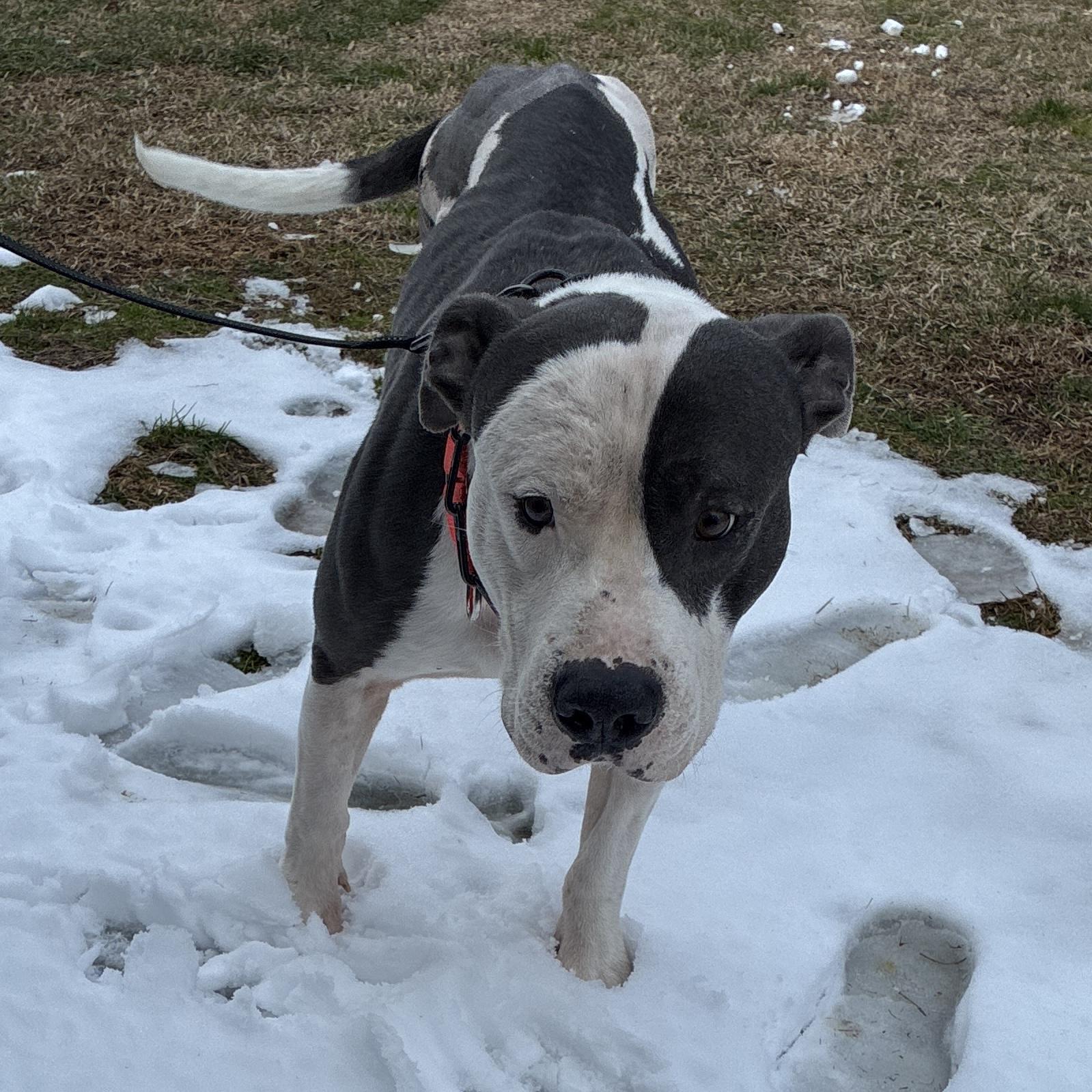 Sir Gregor — thumbnail 2