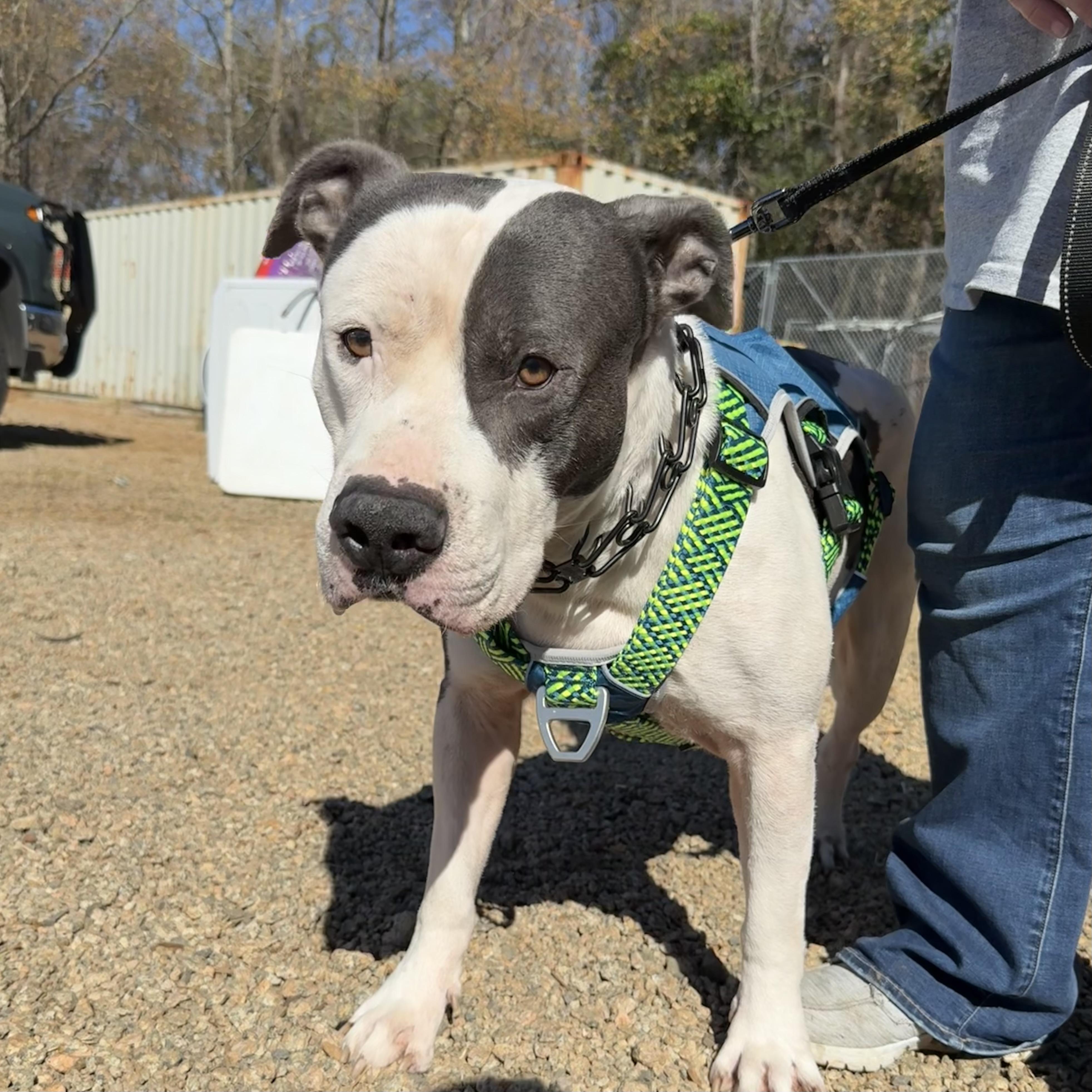 Sir Gregor — thumbnail 4