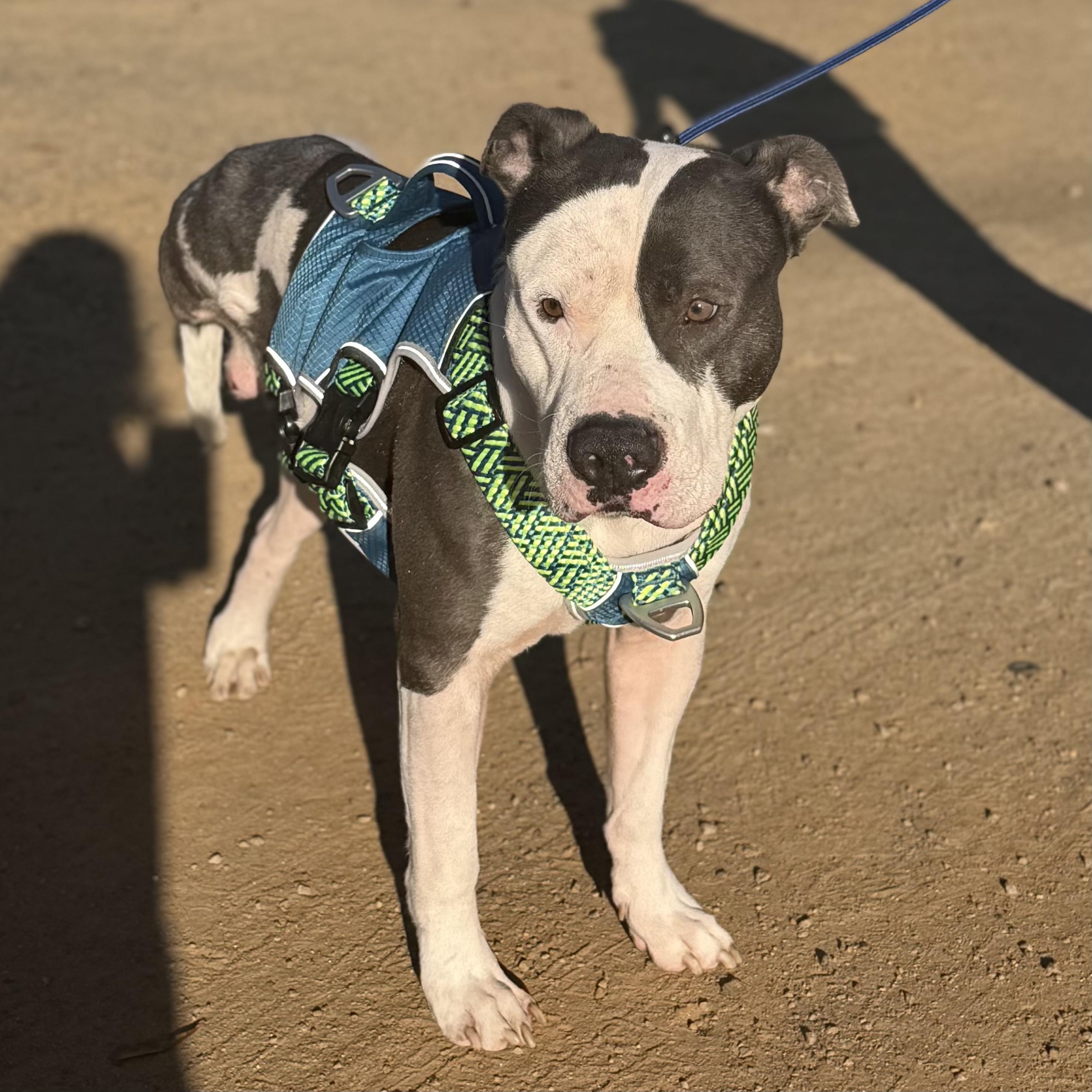 Sir Gregor — thumbnail 5